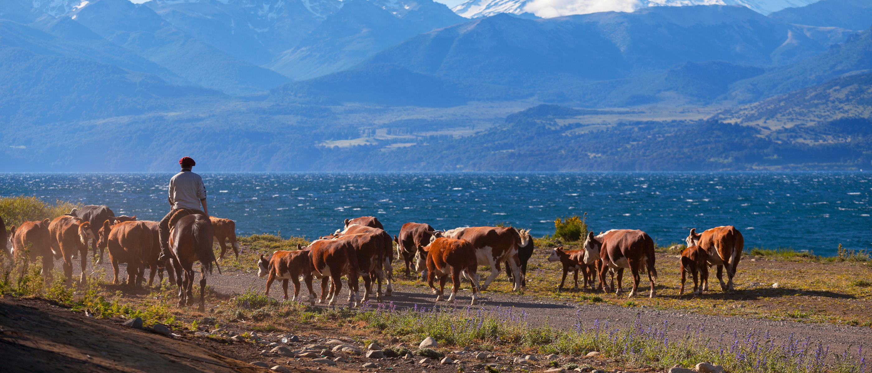 Eine Kuh-Herde vor einer Hügellandschaft in Patagonien