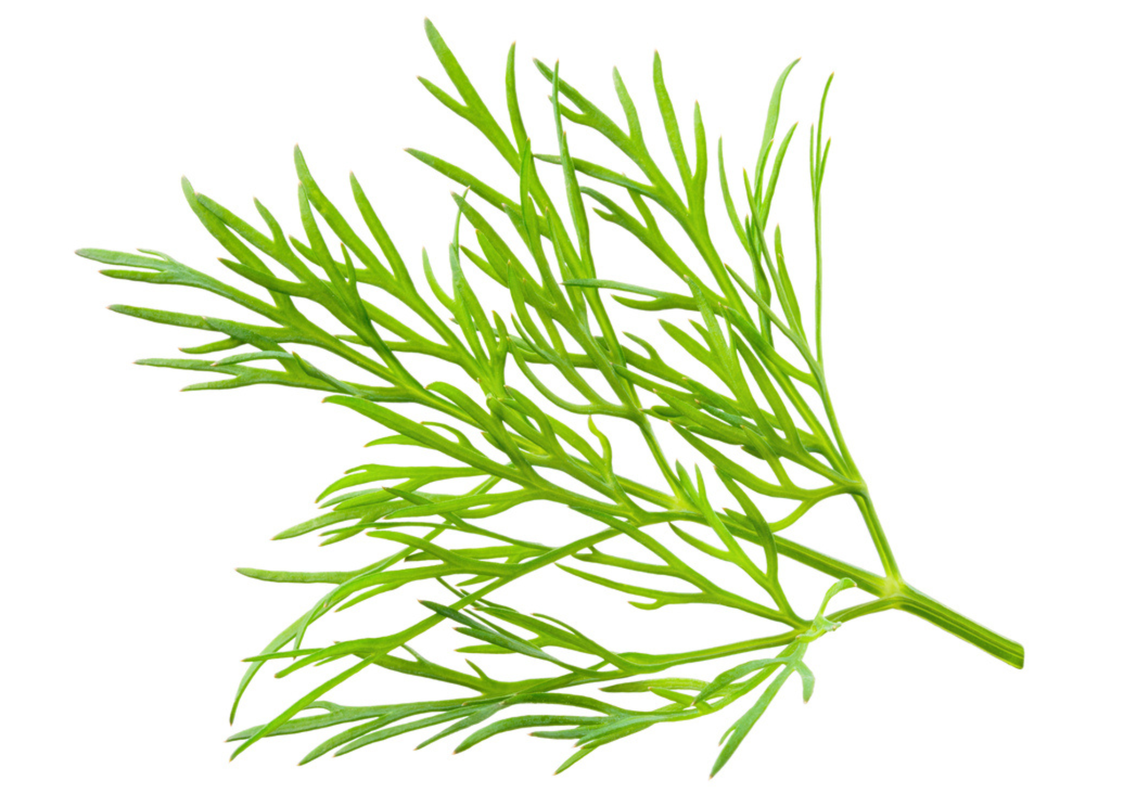 Dill Ein frischer Zweig Dill mit zarten, fiedrigen grünen Blättern auf weißem Hintergrund