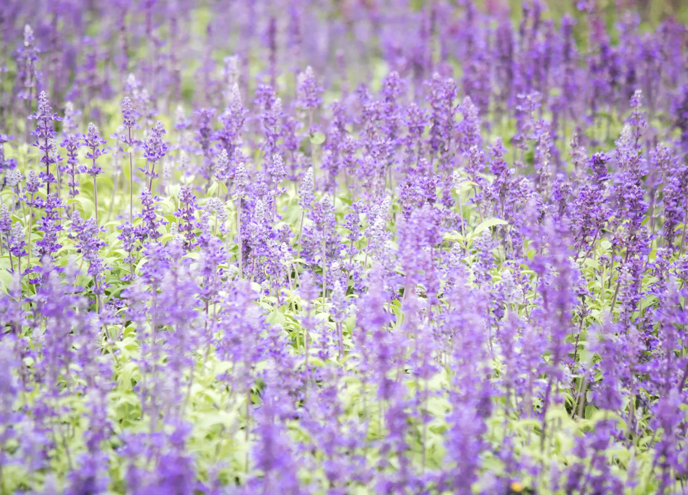 Blühendes Salbeifeld mit violetten und weißen Blütenständen auf grünen Stielen, Stimmungsbild für Kräuterprodukte.