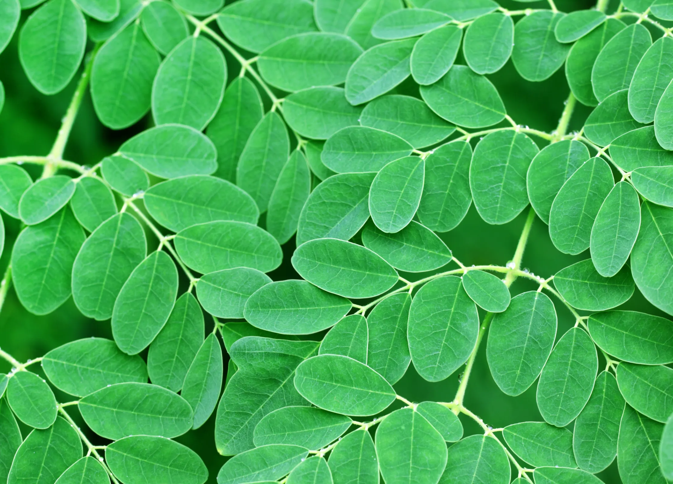 Frische grüne Moringa-Blätter an hellgrünen Zweigen, detaillierte Blattstruktur