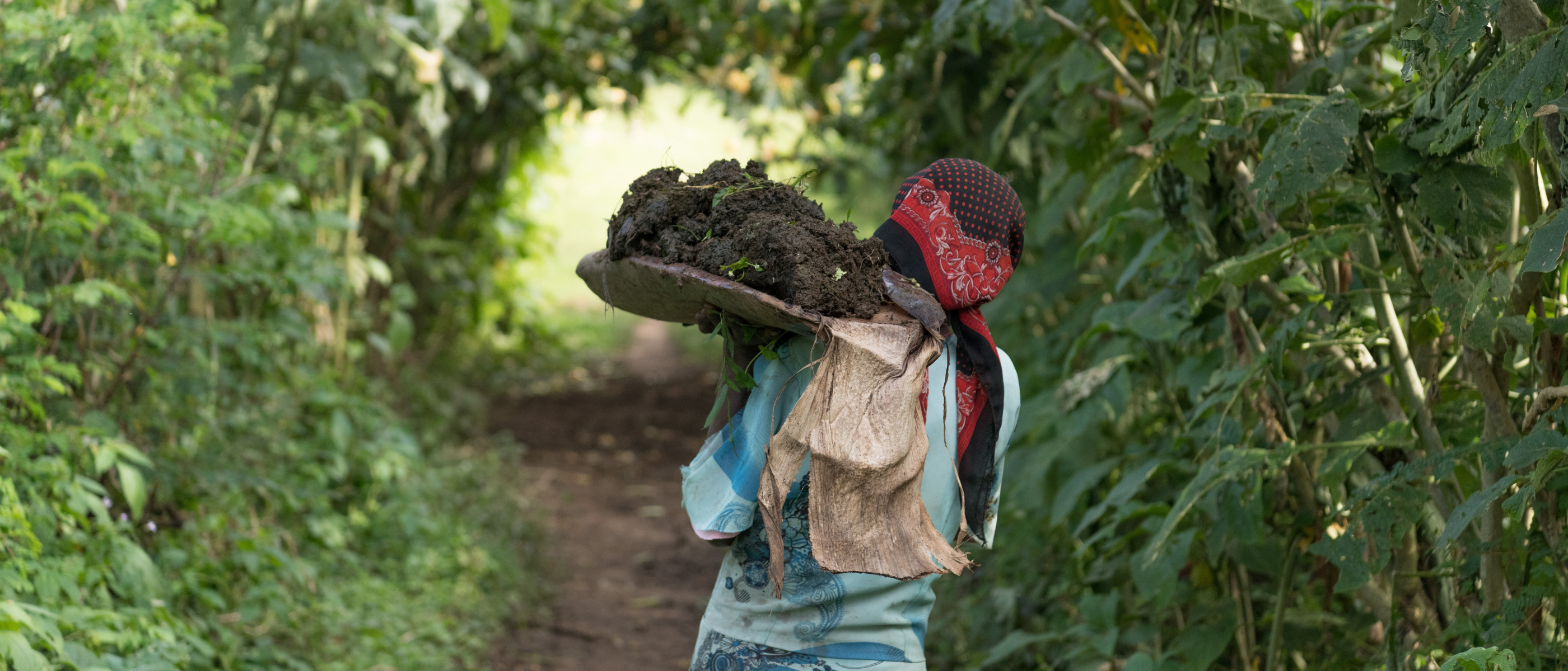 Person trägt einen Korb mit Erde oder Kompost auf dem Kopf, auf einem Pfad durch dichte Vegetation