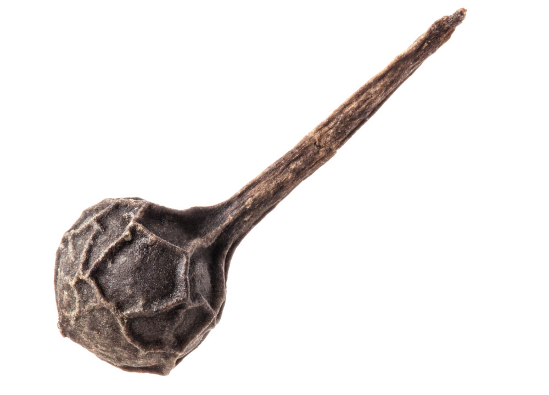 Kubebenpfeffer Ein einzelnes, schwarzes Pfefferkorn mit langem Stiel liegt auf weißem Hintergrund