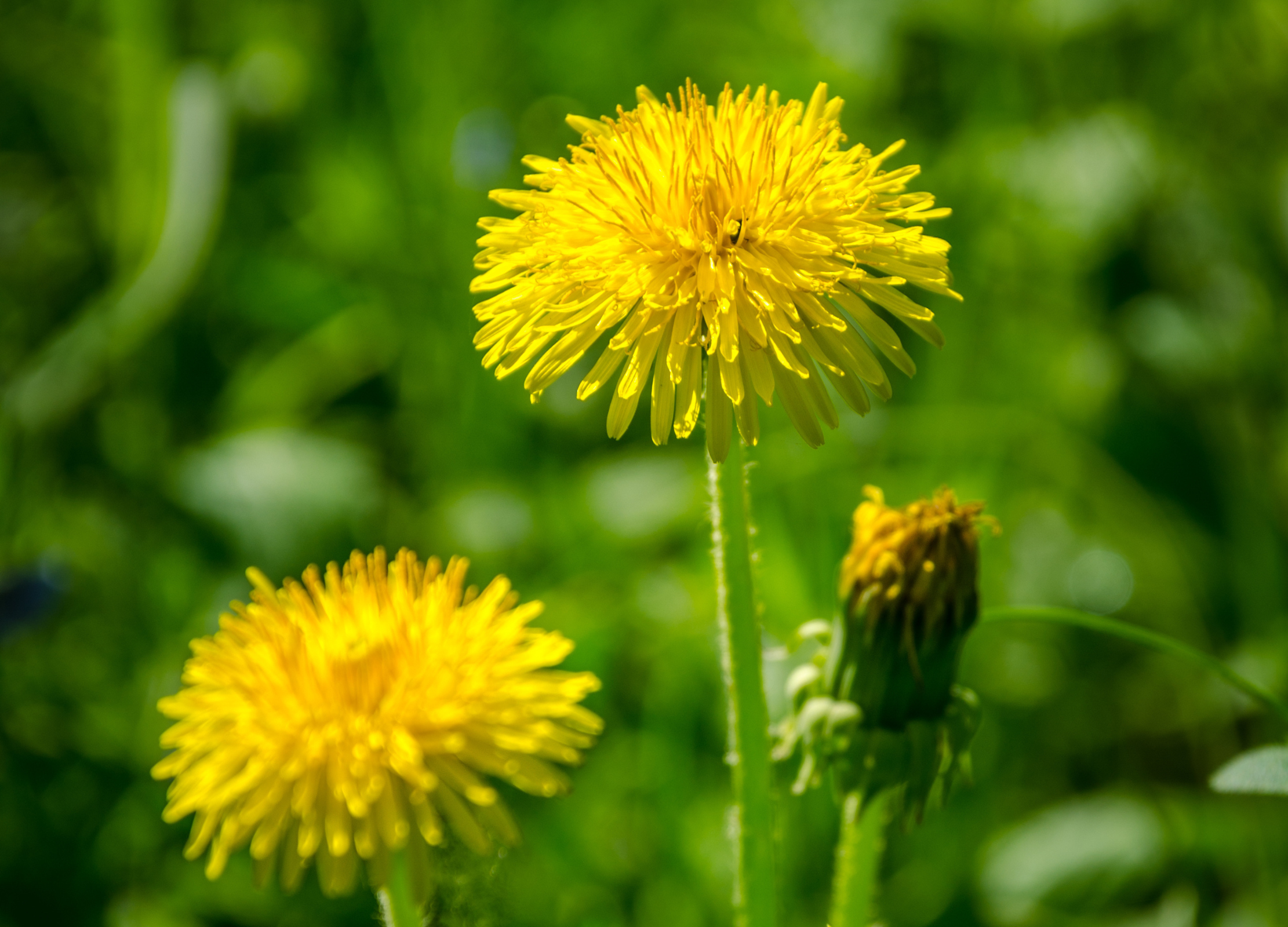 Löwenzahnkraut Drei gelb blühende Löwenzahnblüten auf einer Wiese mit grünem Hintergrund