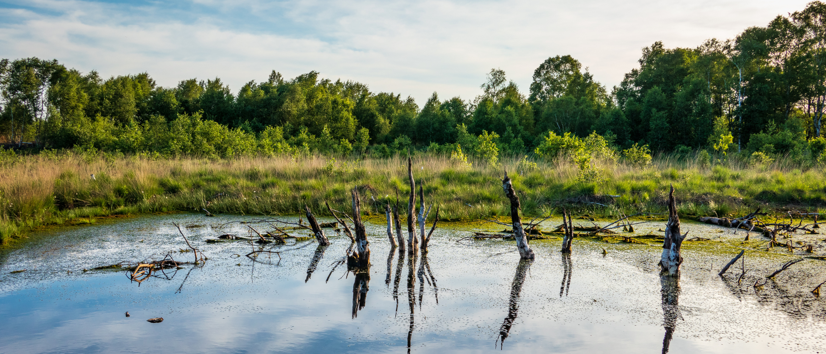 Bild aus dem Moor der Stadt Diepholz