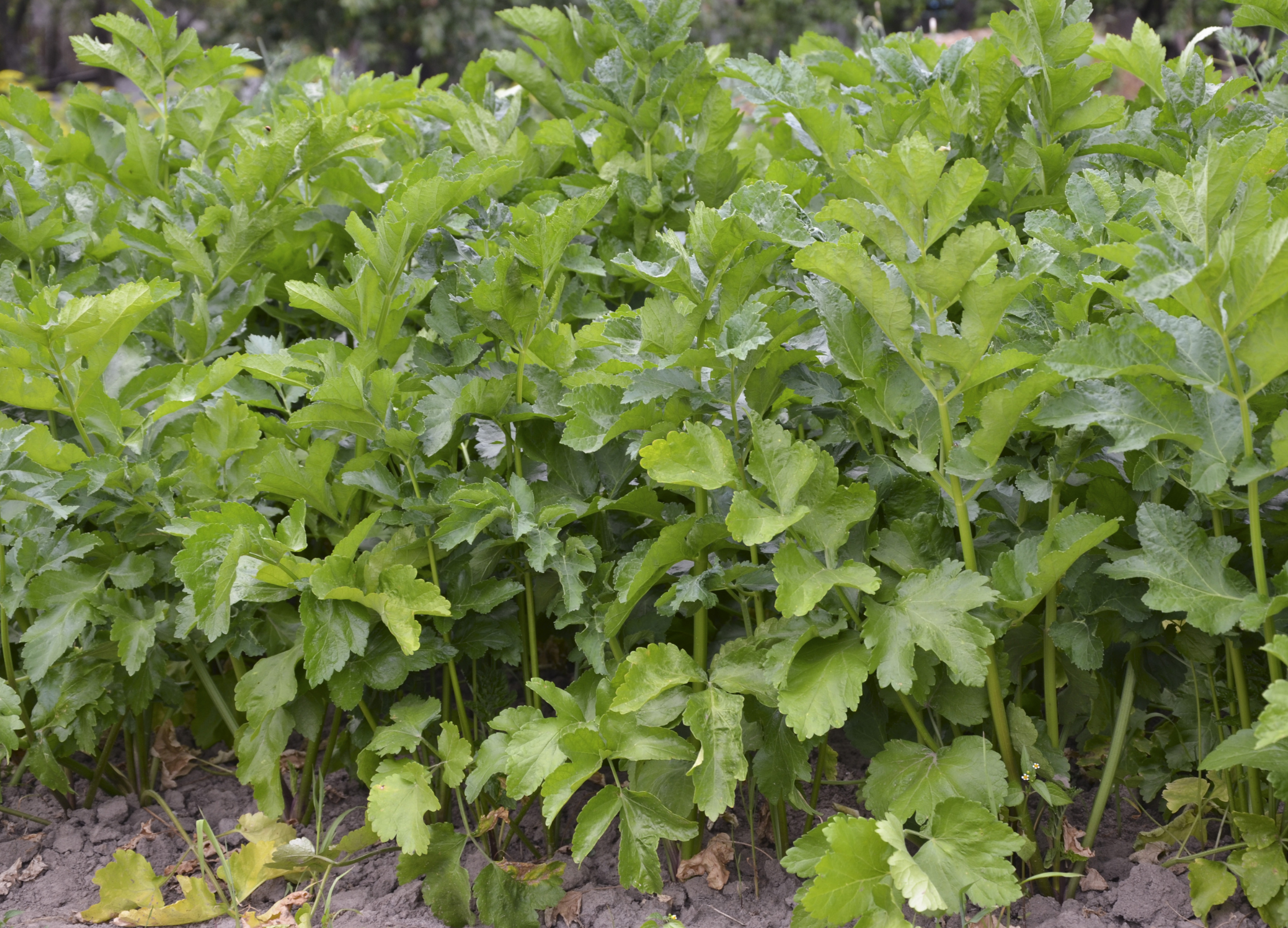 Pastinake Pastinake