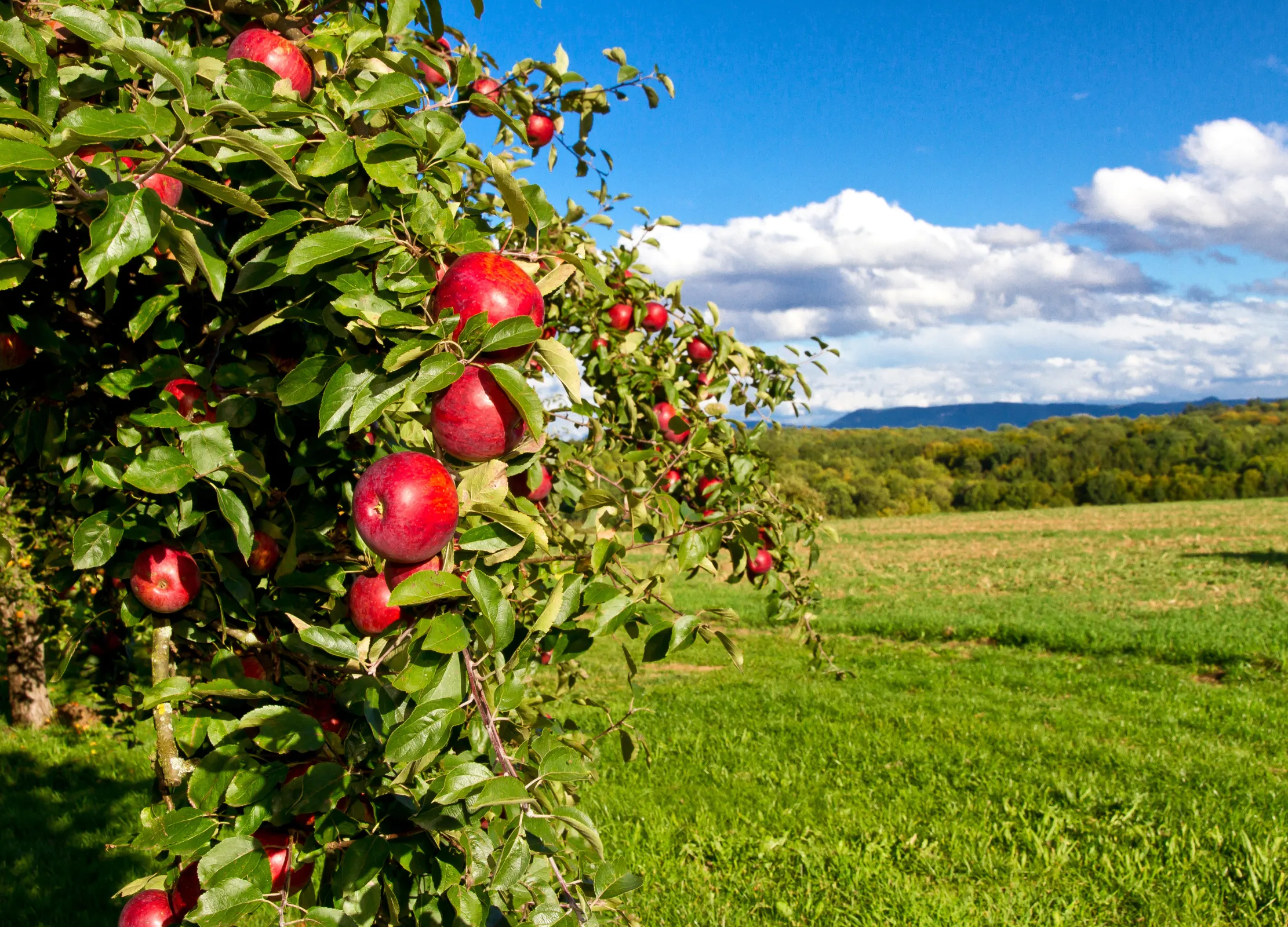 Süßapfel-Plantage mit glänzend roten Früchten an grünen Ästen, weite Obstgärten im Hintergrund unter blauem Himmel
