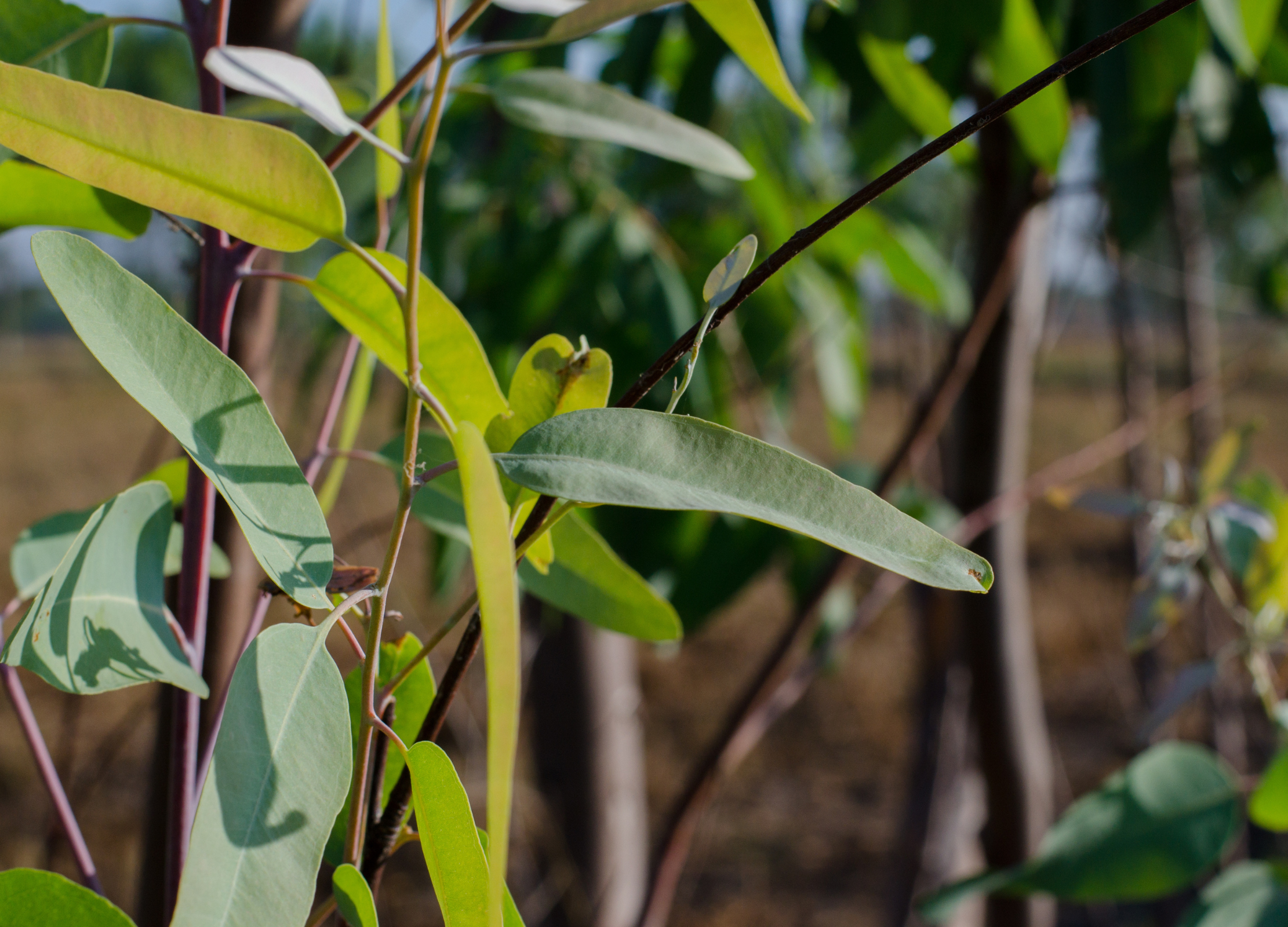 Eukalyptus