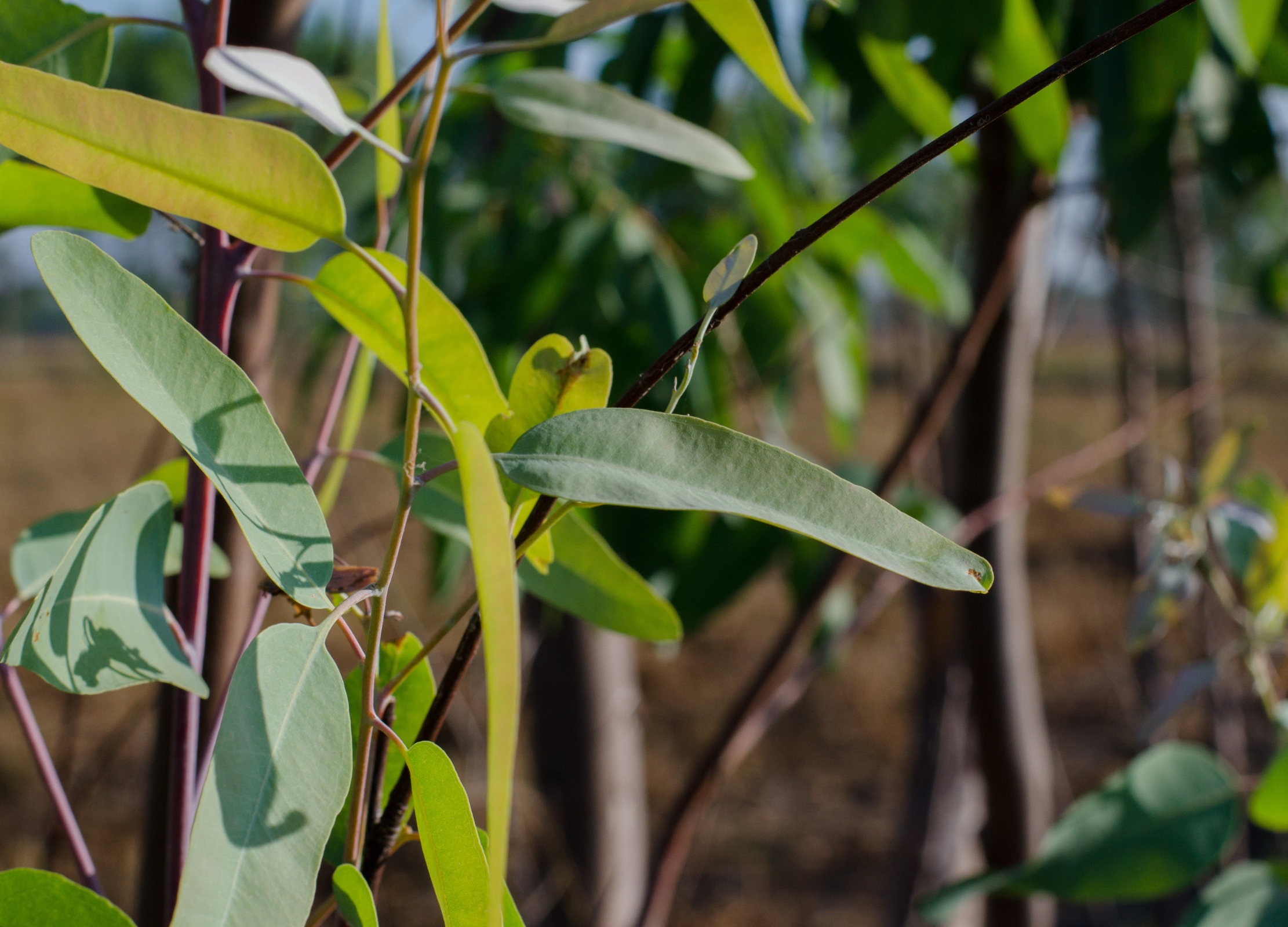 Eukalyptus Nahaufnahme von Eukalyptusblättern an einem jungen Baum mit glatter Rinde und schlanken, lanzettförmigen Blättern in grün-grauen Farbtönen