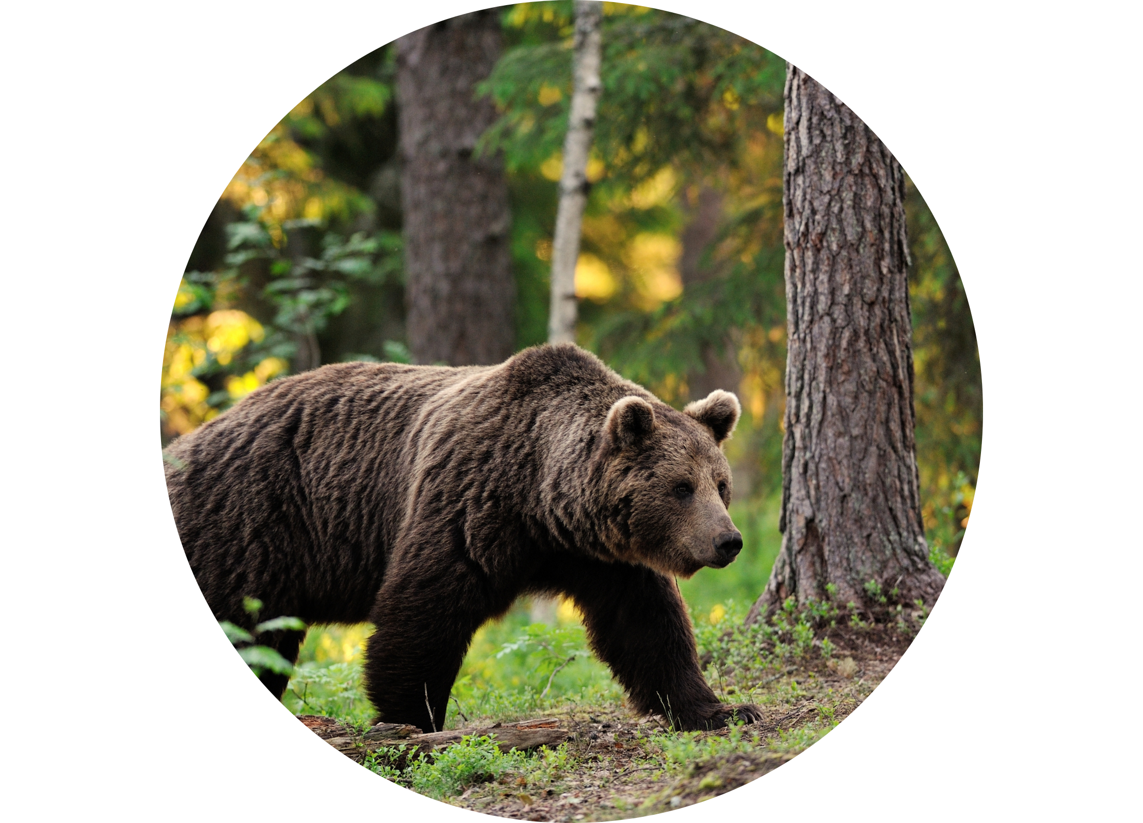 Braunbär in einem Wald