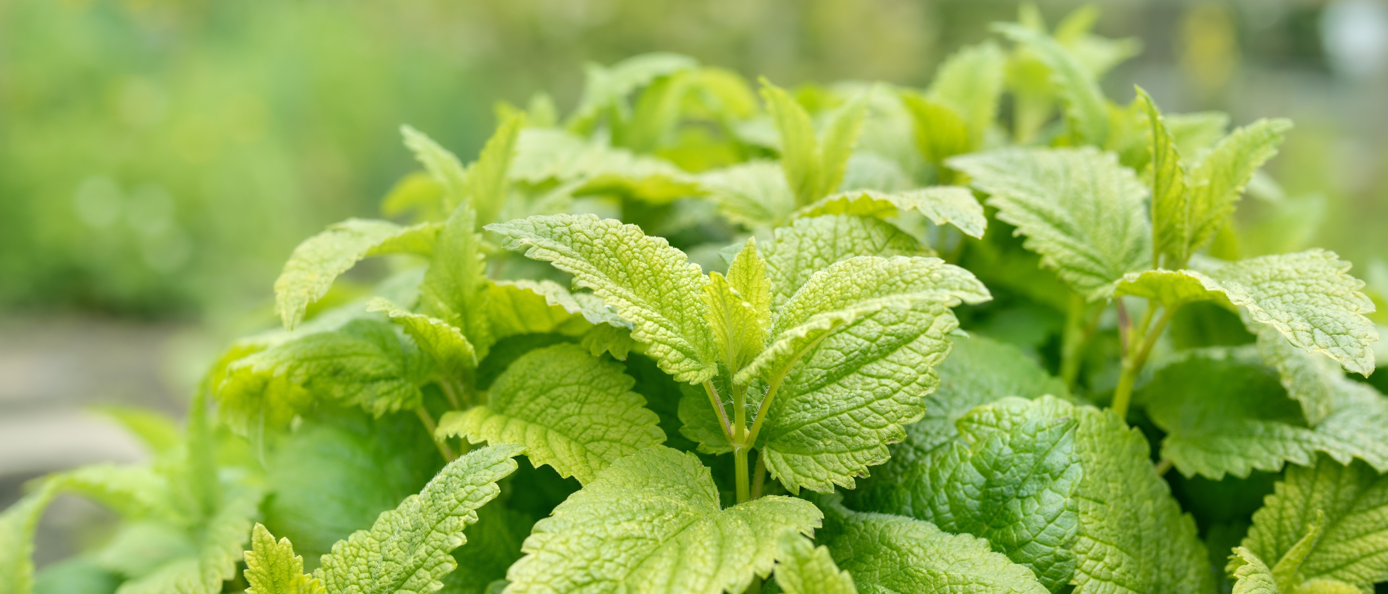 Grüne Zitronenmelisse mit gezackten Blättern aus Chemill-en-Anjou