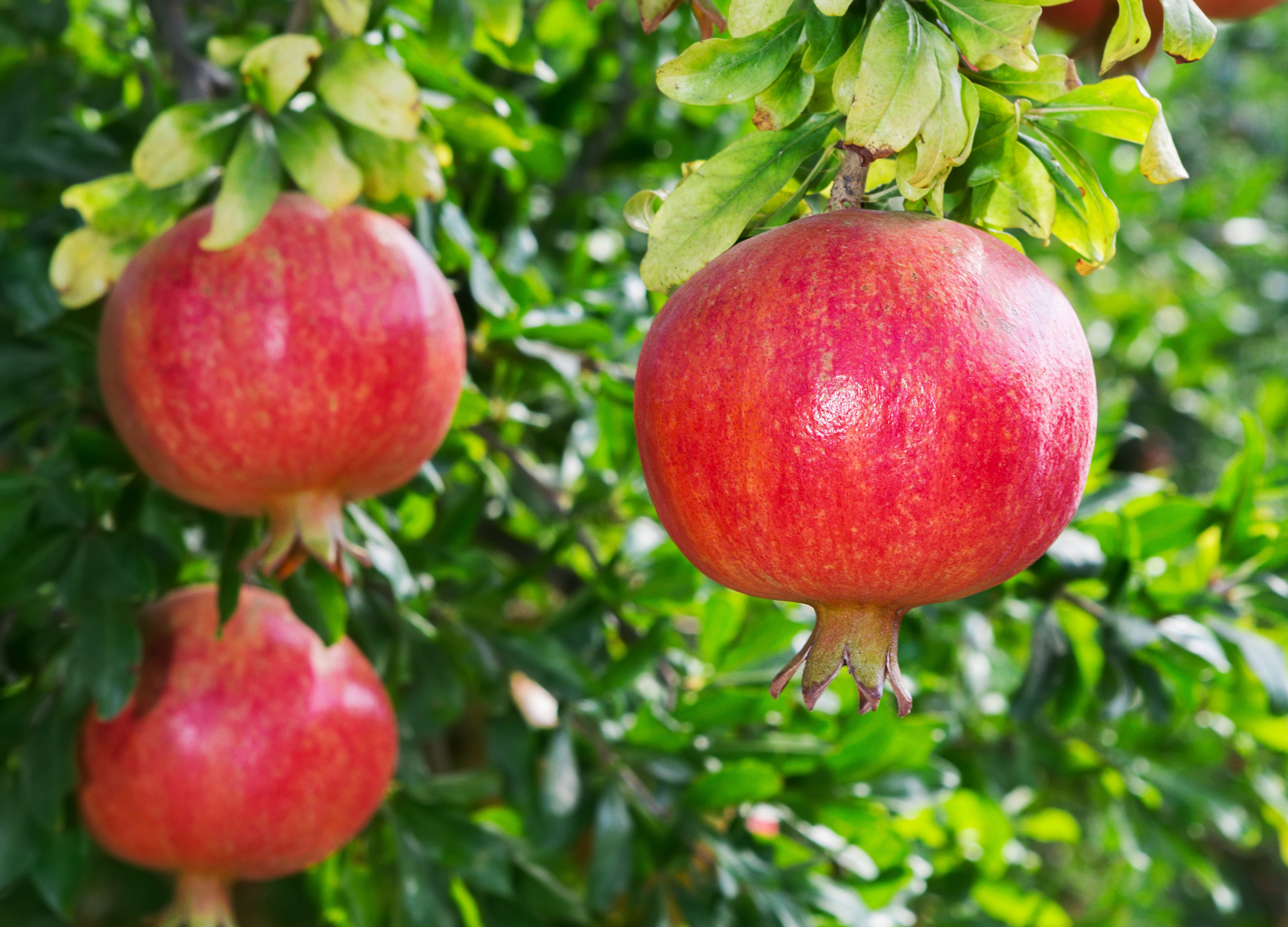 Granatapfel Rote Granatäpfel hängen reif an einem Baum mit glänzend grünen Blättern