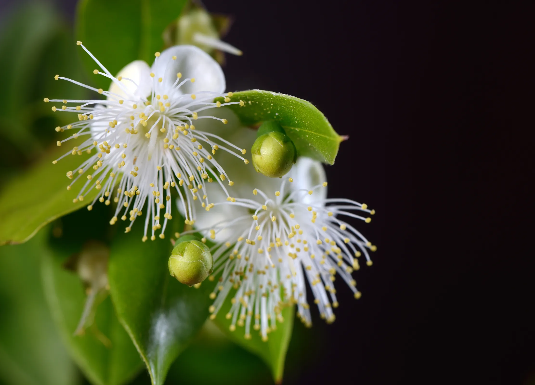 Zitronenmyrte Blüten weiß mit gelben Staubgefäßen und grüne Knospen auf grünem Blattwerk