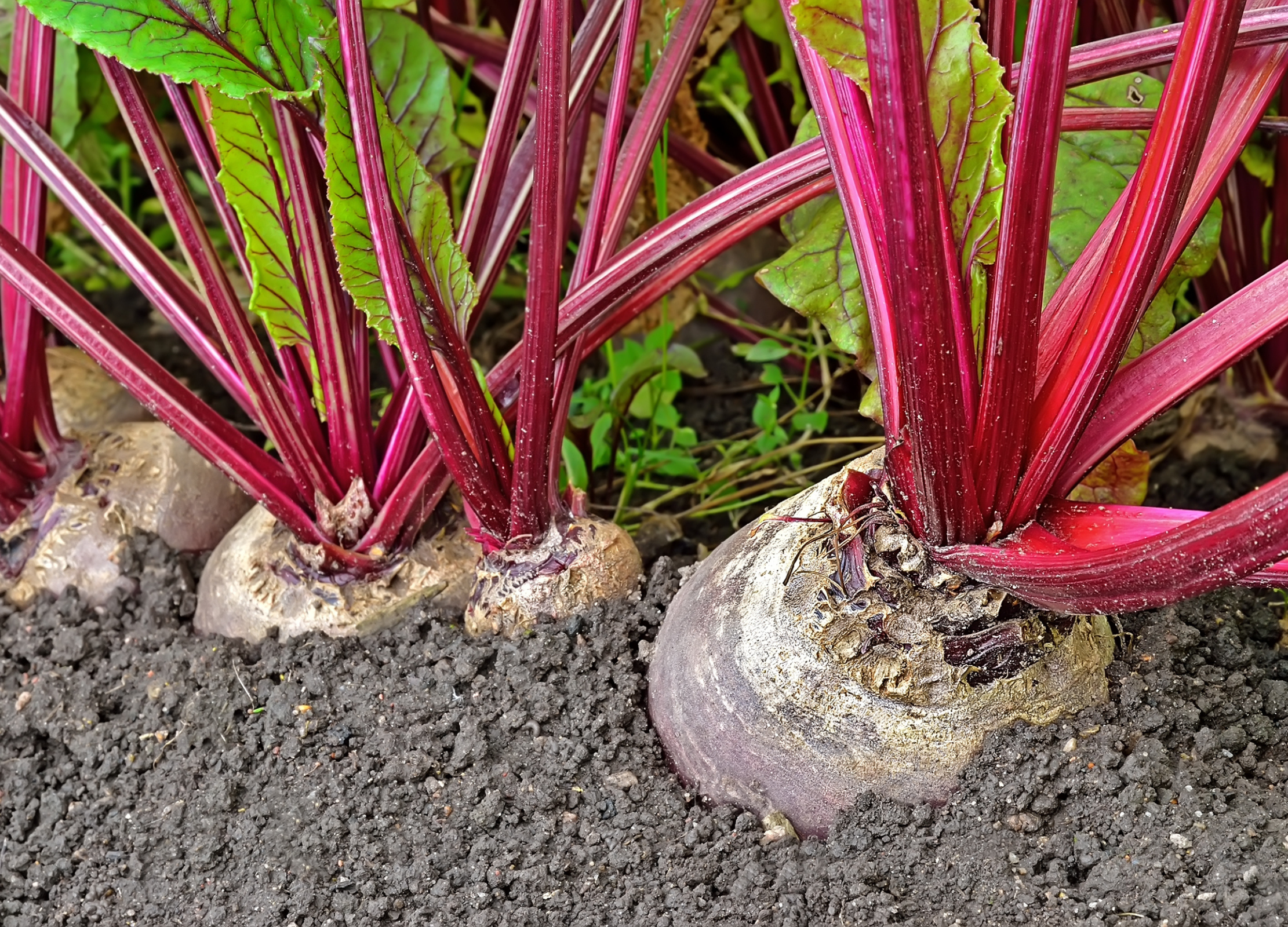 Rote Bete Rote Bete