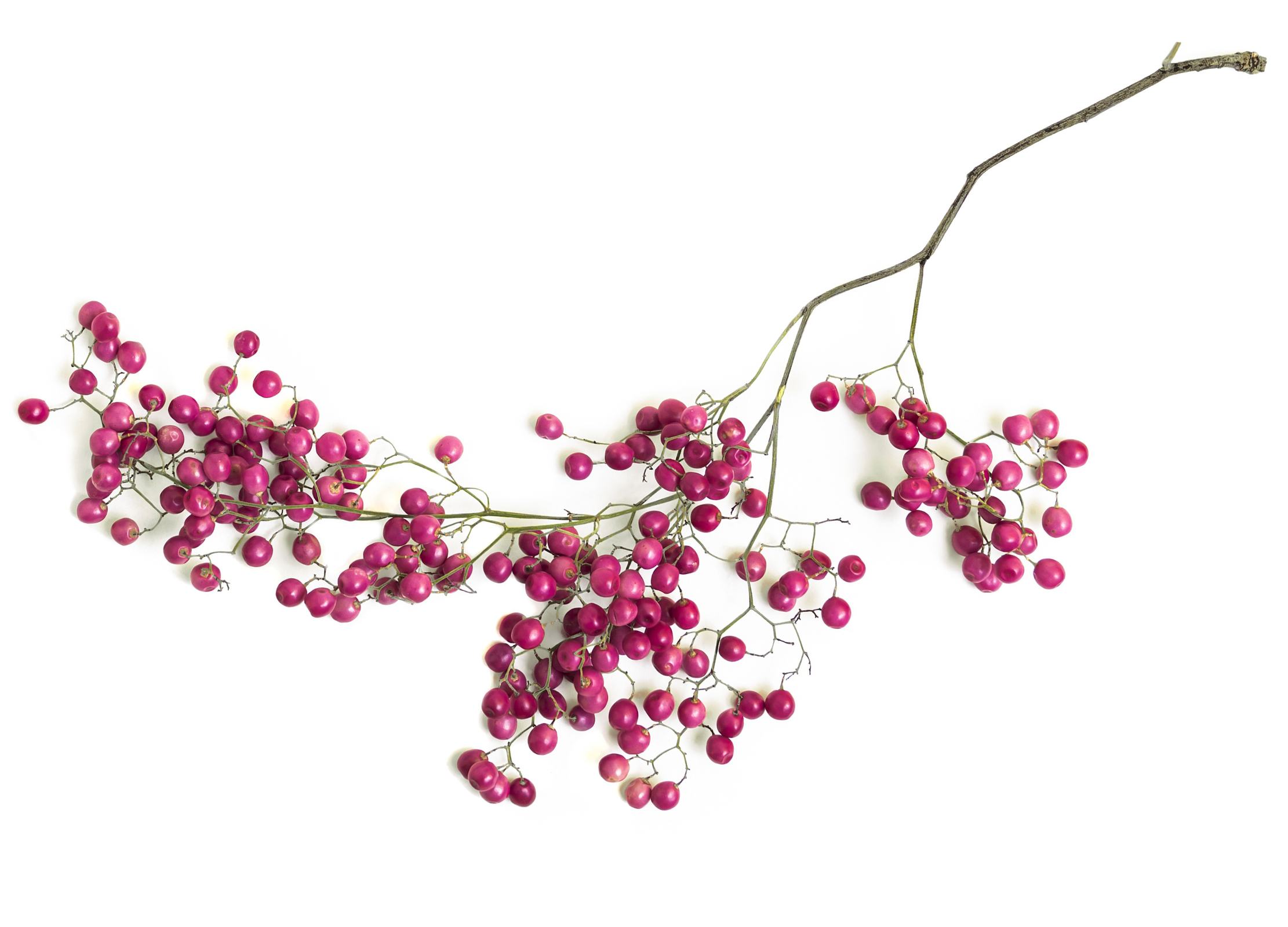 Zweig mit vielen rosa-roten Beeren auf weißem Hintergrund