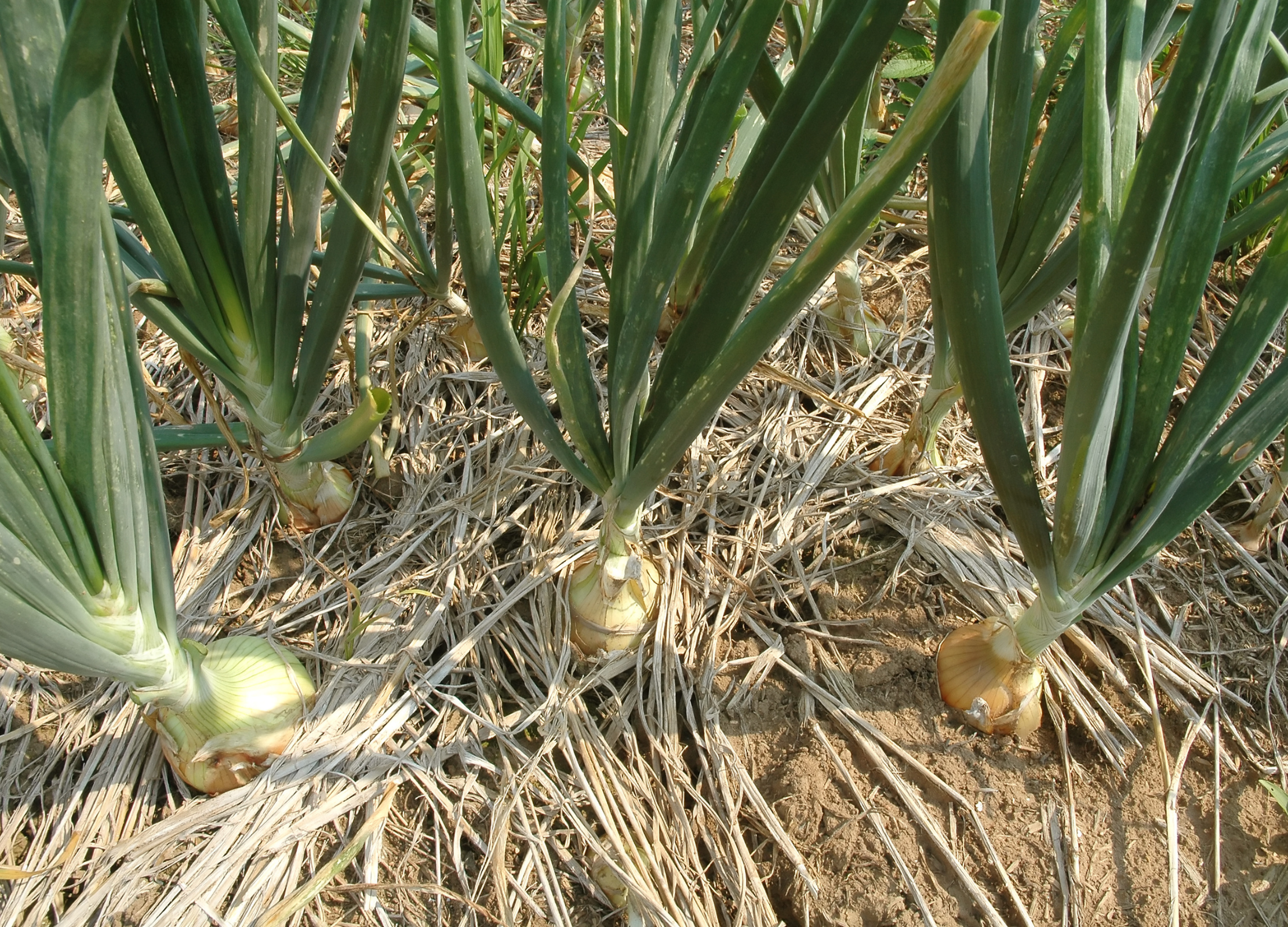 Zwiebel Zwiebel
