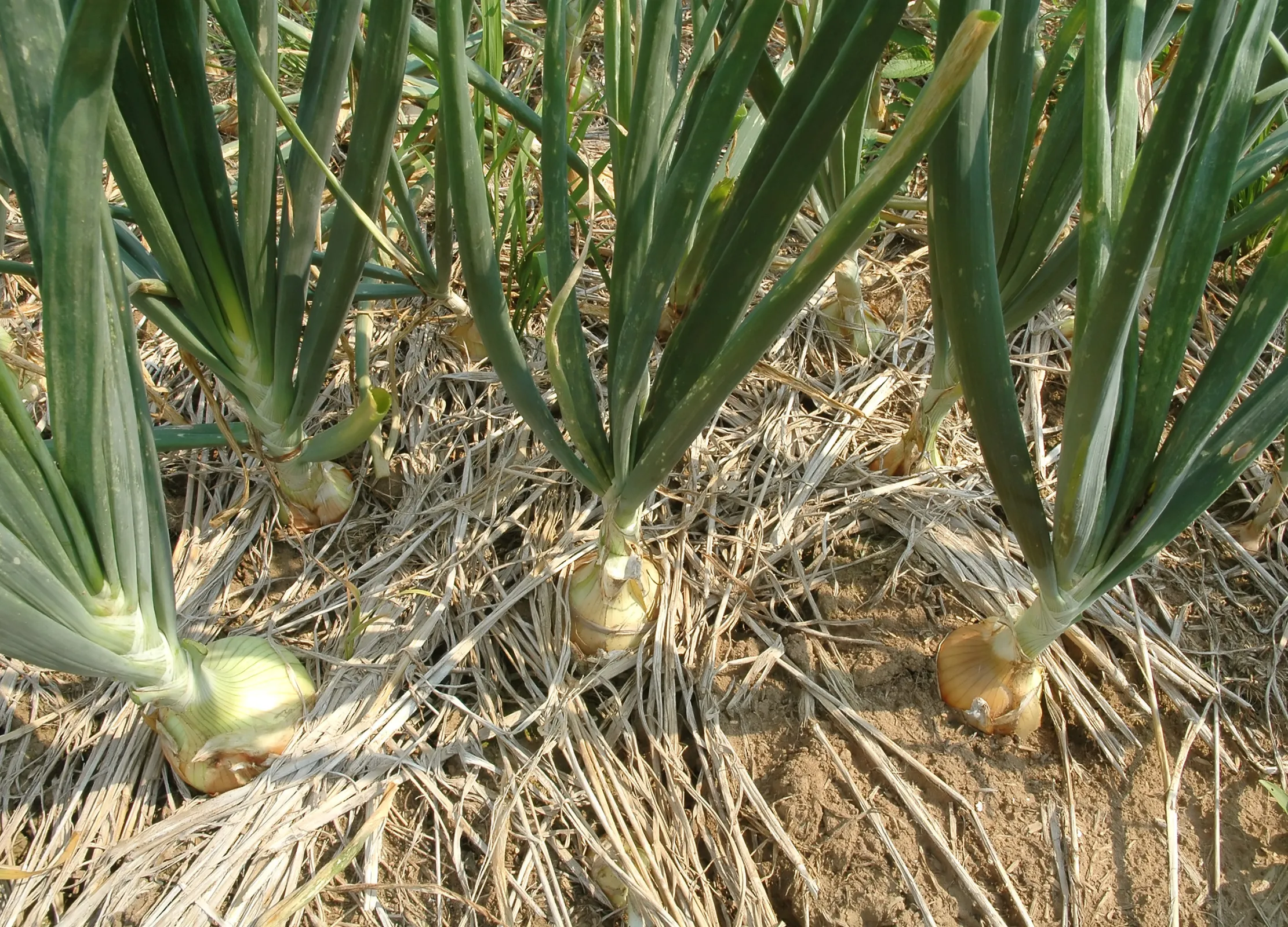 Frische Zwiebeln im Feld mit grünen Blättern und hellbraun gefärbten Zwiebeln im Boden