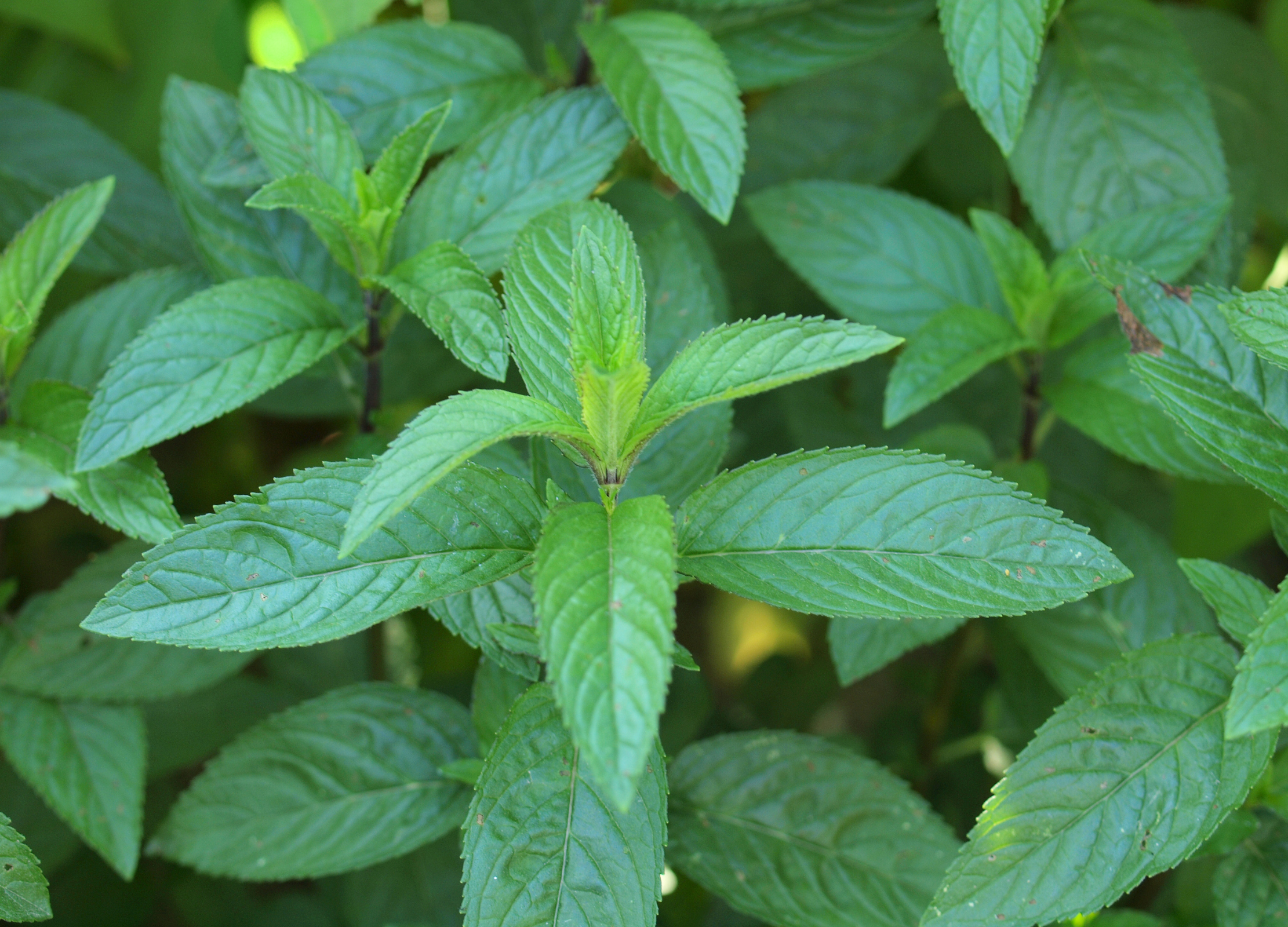 Pfefferminze Pfefferminze