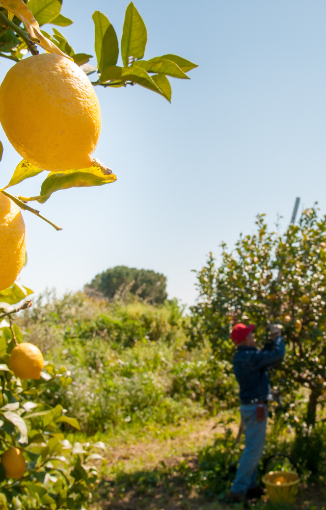 Menschen Ernten Zitronen auf einer Plantage in Paraguay