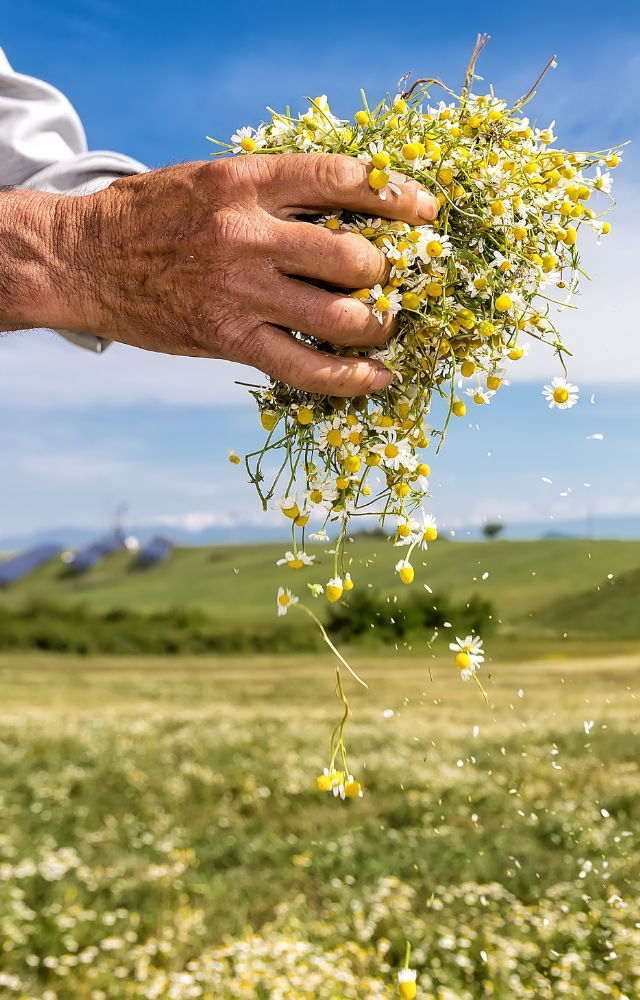Hand hält einen Strauß frisch gepflückter Kamillenblüten über einer Wiese in Lettland