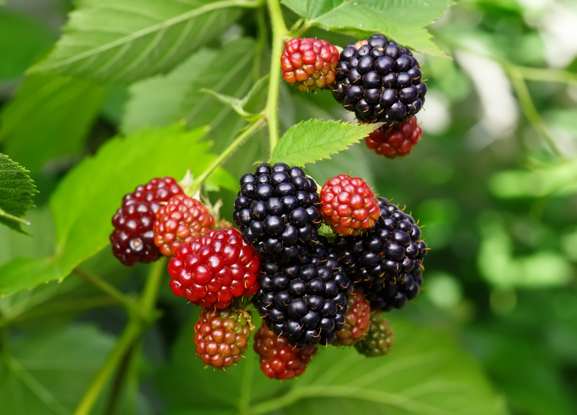 Schwarze und rote Brombeeren hängen reif und glänzend an einem Strauch mit gezackten grünen Blättern