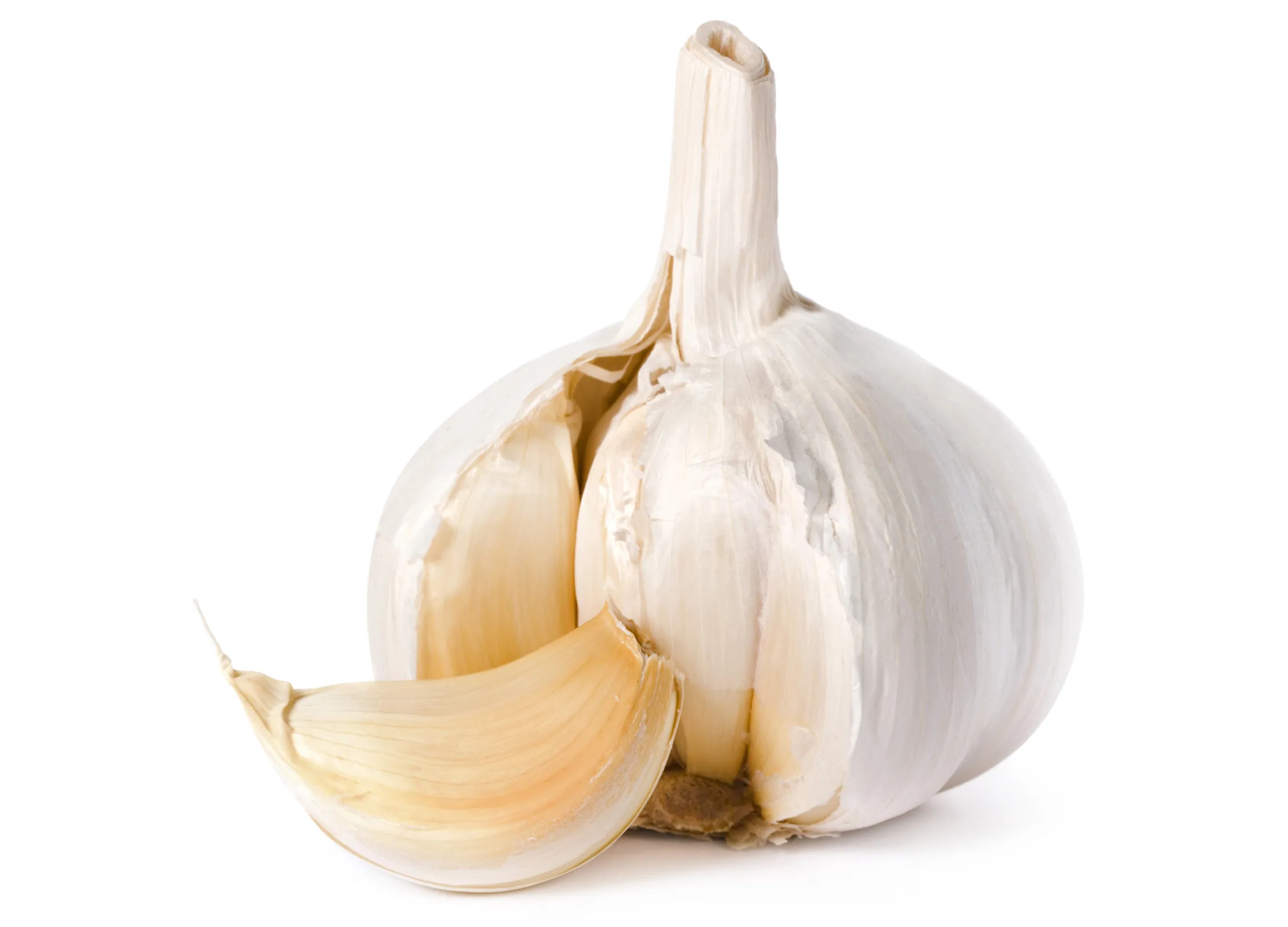 Weiße Knoblauchknolle mit einer losen, halb geschälten Zehe im Vordergrund vor weißem Hintergrund