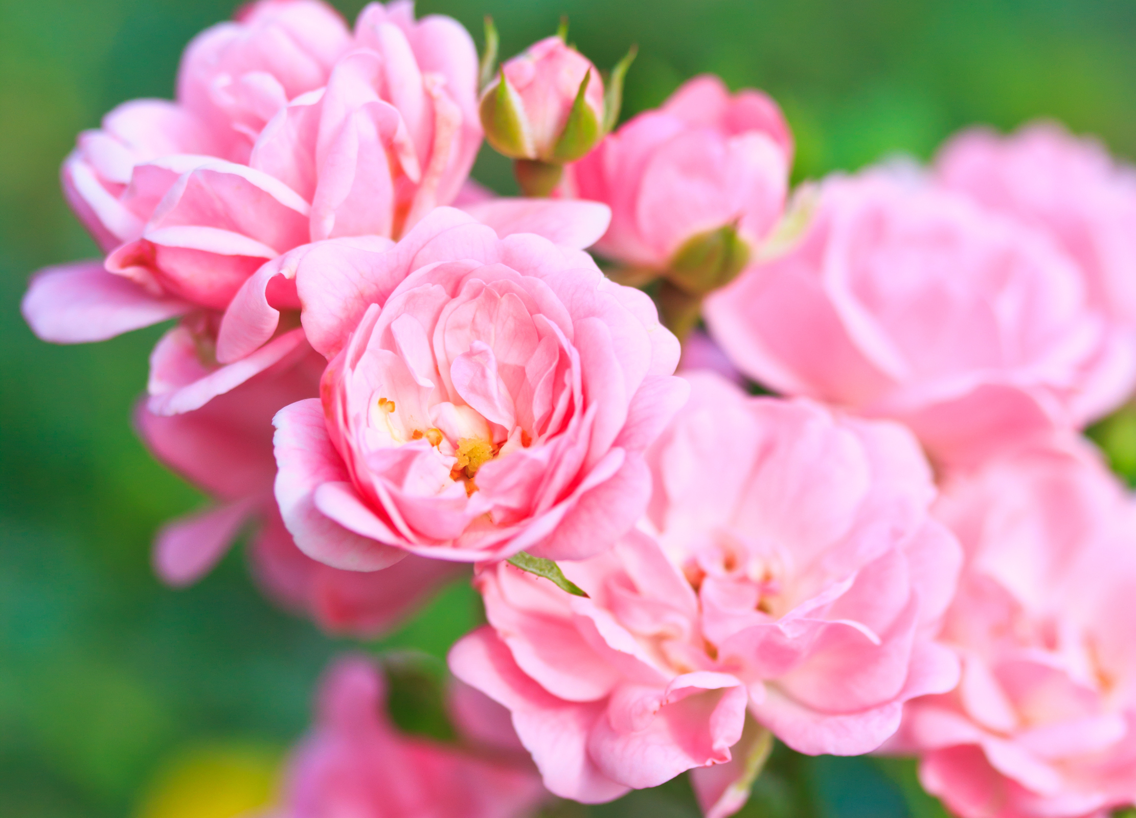 Rosenblüte Rosenblüte