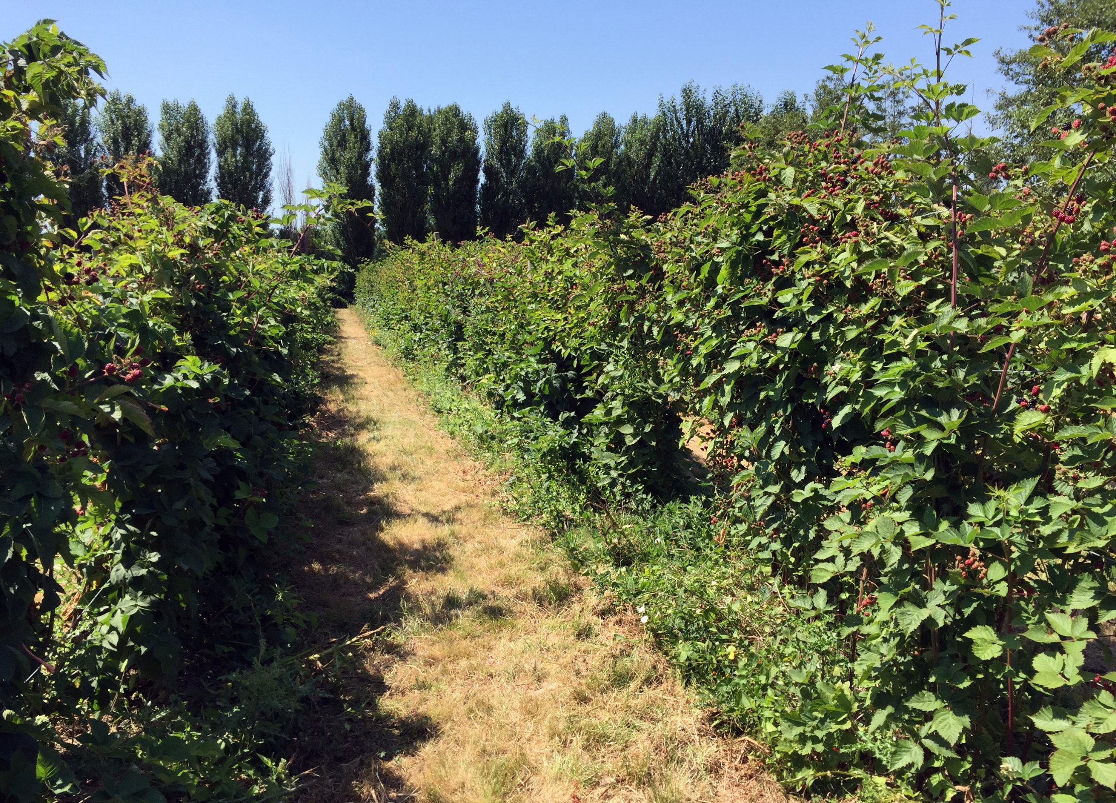 Brombeersträucher wachsen in langen Reihen auf einer sonnigen Plantage mit grasigem Weg dazwischen