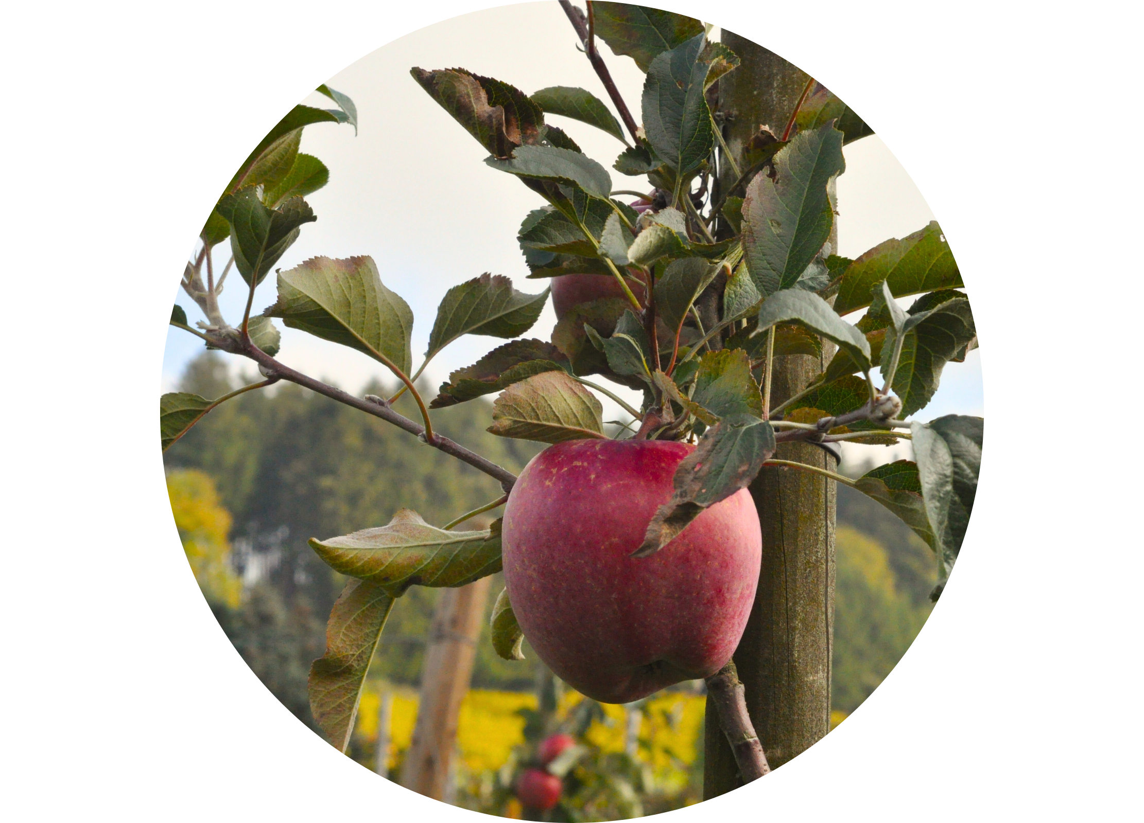 Ein einzelner roter Apfel hängt an einem Apfelbaum in einer Plantage