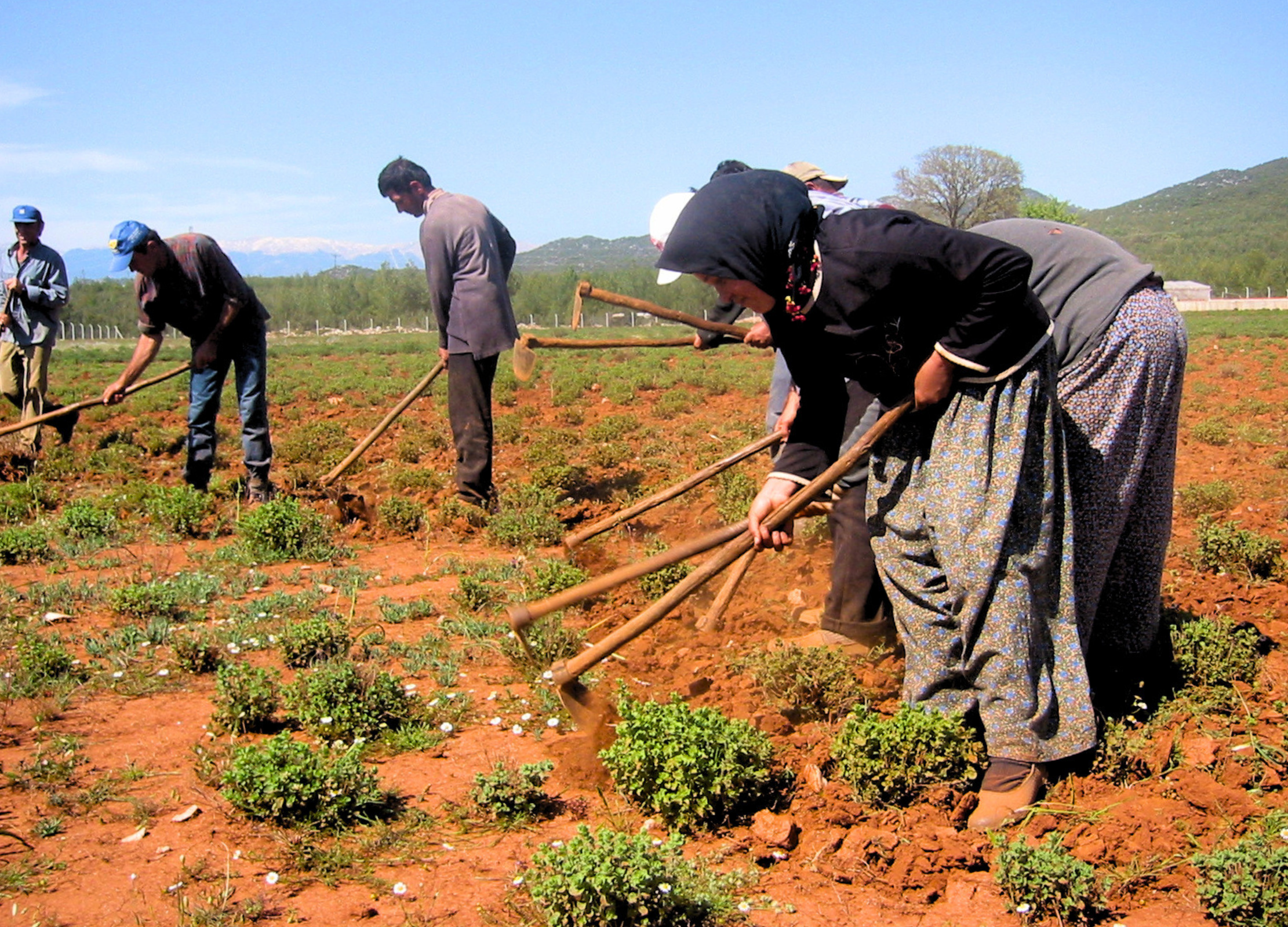 Mehrere Personen arbeiten mit Hacken auf einem roten Feld zwischen kleinen grünen Pflanzen unter blauem Himmel