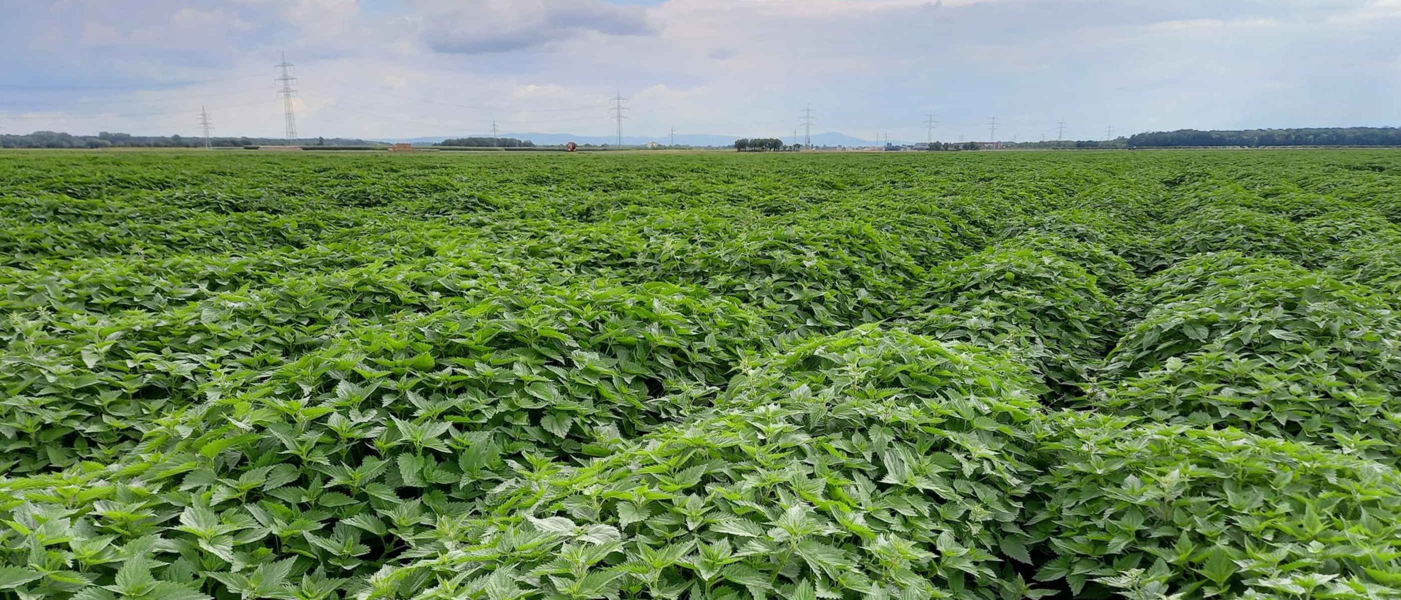 Weites Feld mit dicht wachsenden Brennnesseln unter bewölktem Himmel