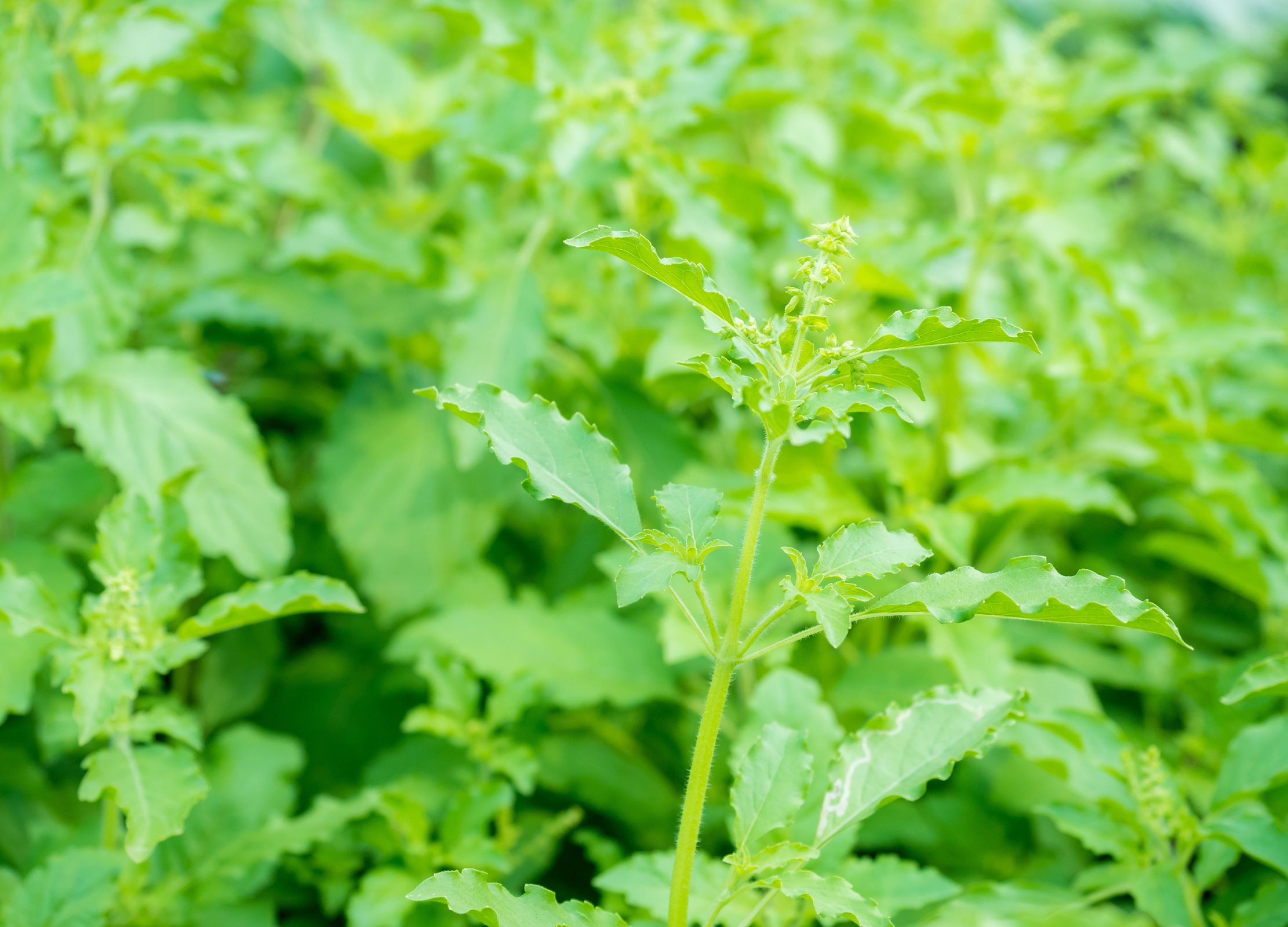 Tulsi Tulsi