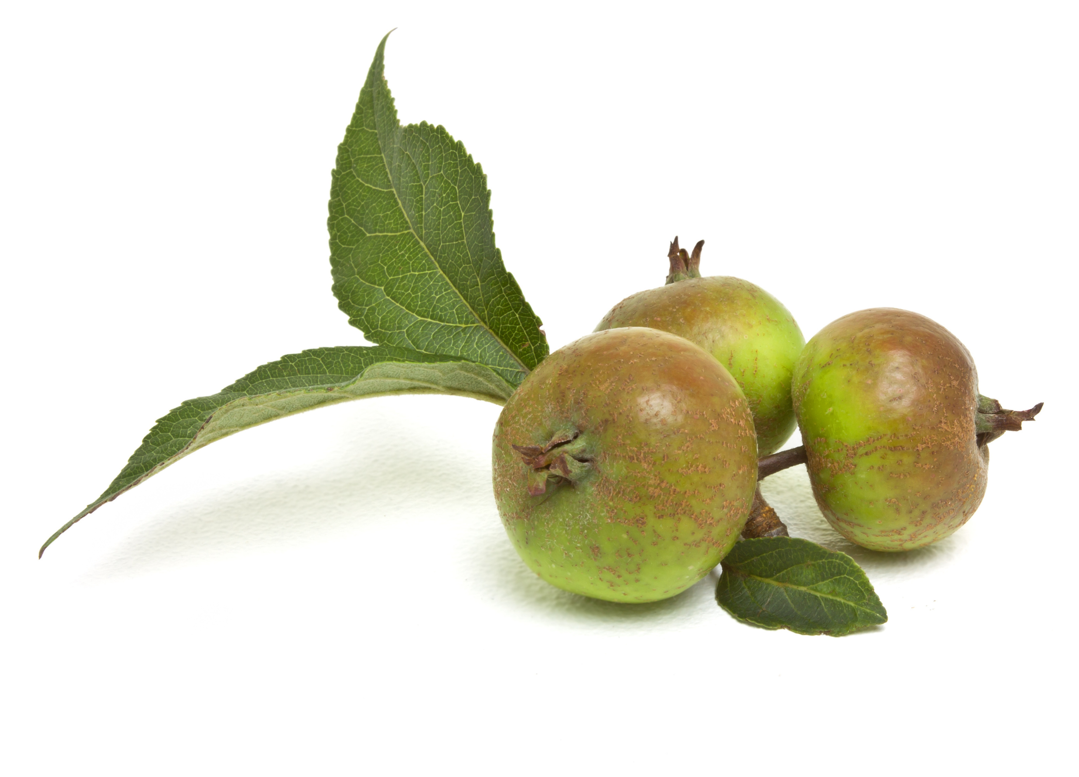 Wilder Apfel