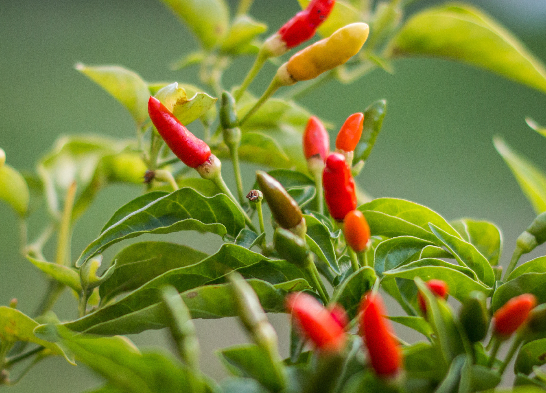 Chili Mehrere reife und unreife Chilischoten in Rot, Orange und Gelb wachsen an einer grünen Pflanze mit spitz zulaufenden Blättern