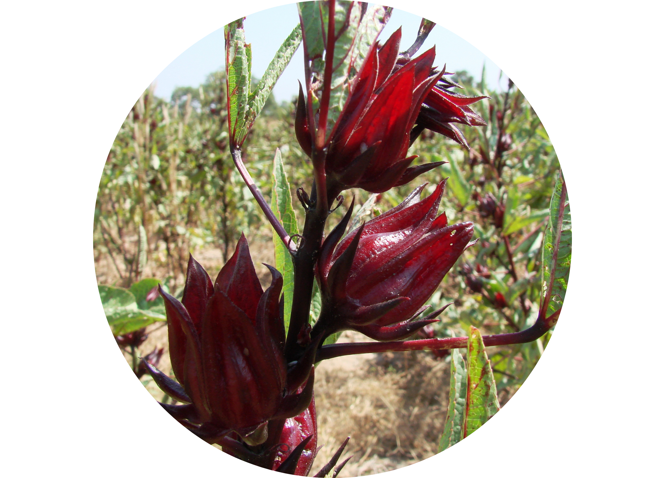 Rote Blütenkelche der Hibiskuspflanze auf einem Feld
