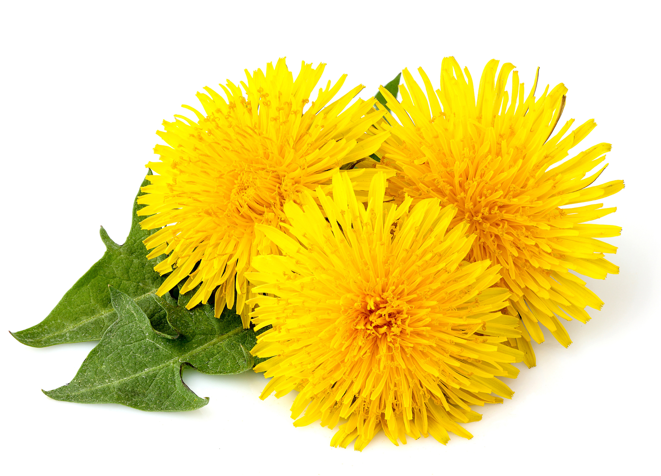 Löwenzahnblüten