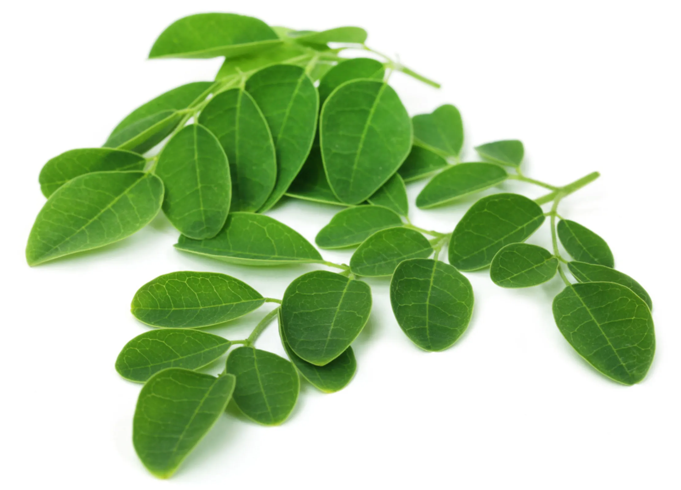 Frische grüne Moringa-Blätter an zarten Zweigen, charakteristische ovale Blattform mit feinen Blattadern.