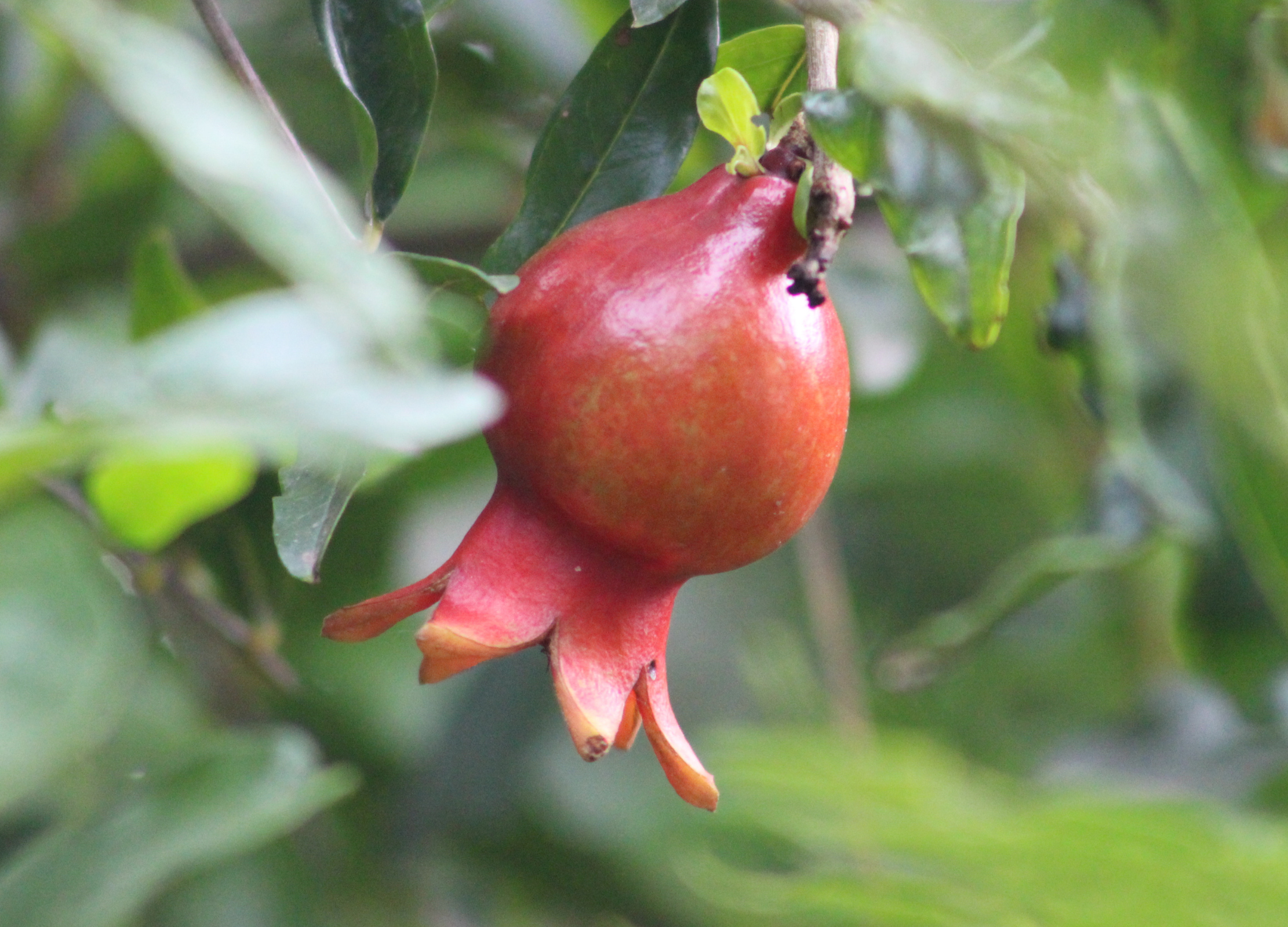 Granatapfel Unreifer Granatapfel mit rötlicher Schale hängt an einem Zweig zwischen grünen Blättern