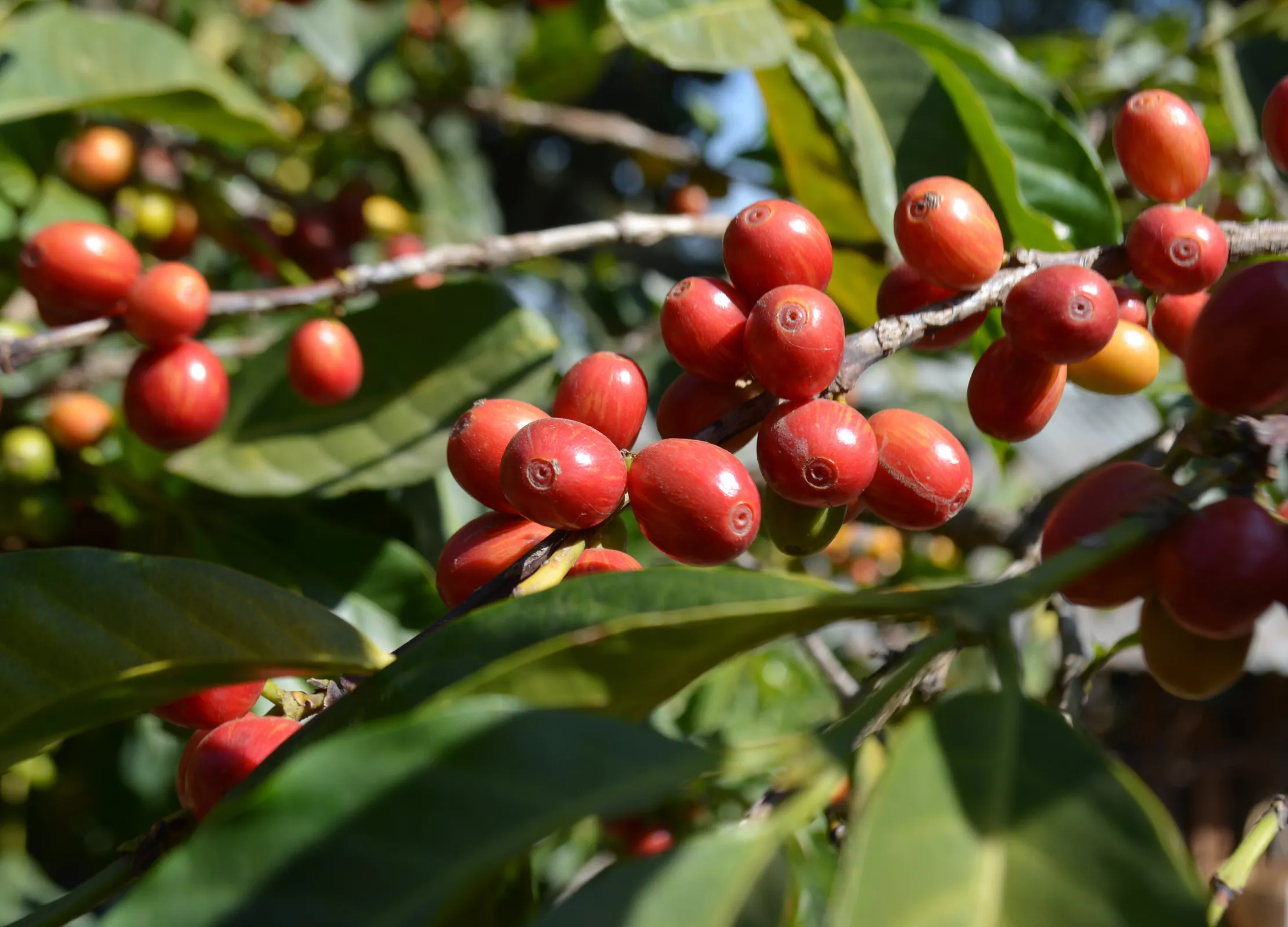 Rote Kaffeekirschen hängen an Zweigen mit glänzenden, dunkelgrünen Blättern