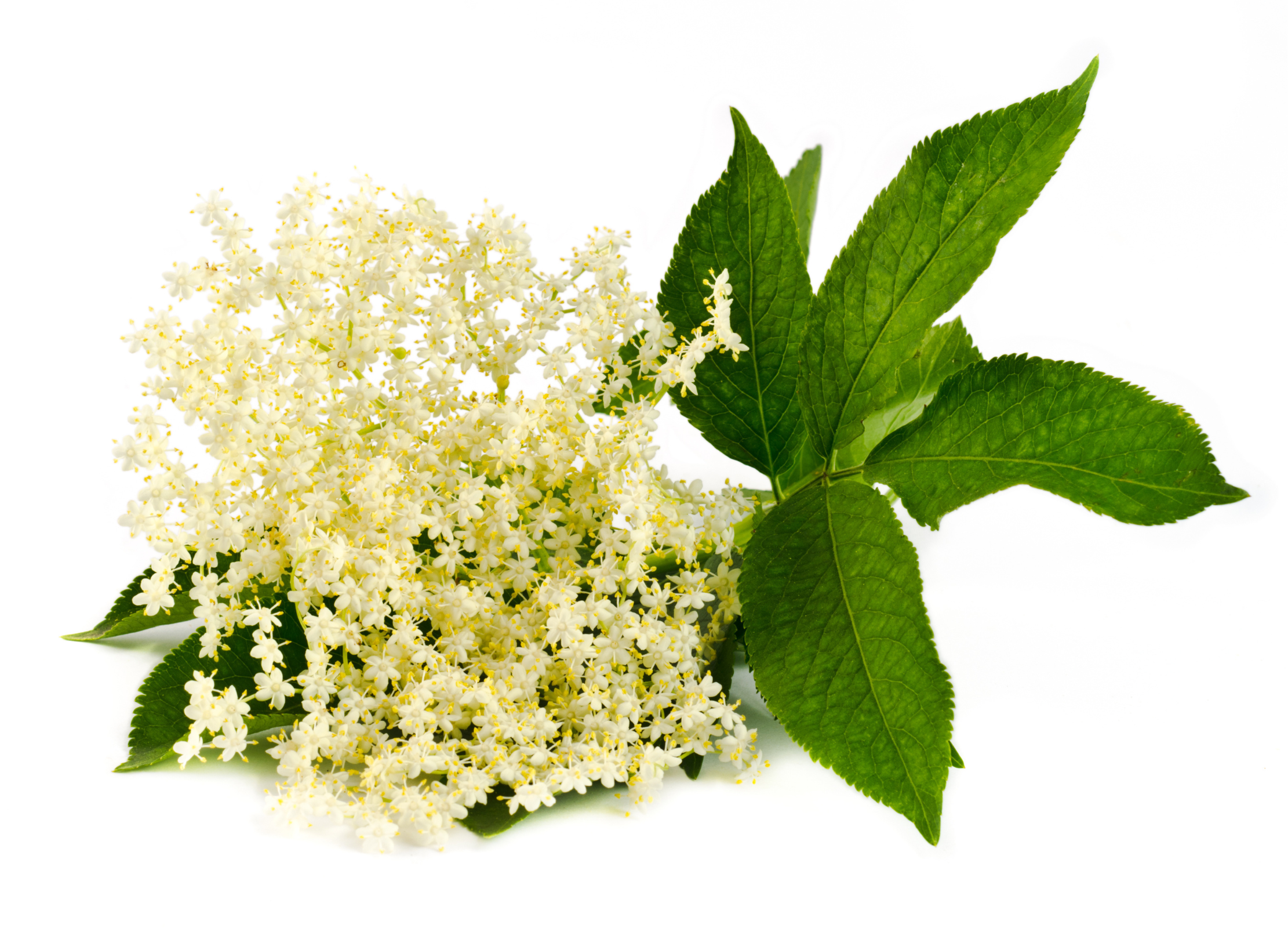 Holunderblüte Weiße Holunderblüten liegen neben einem Zweig mit gezackten, dunkelgrünen Blättern auf weißem Hintergrund