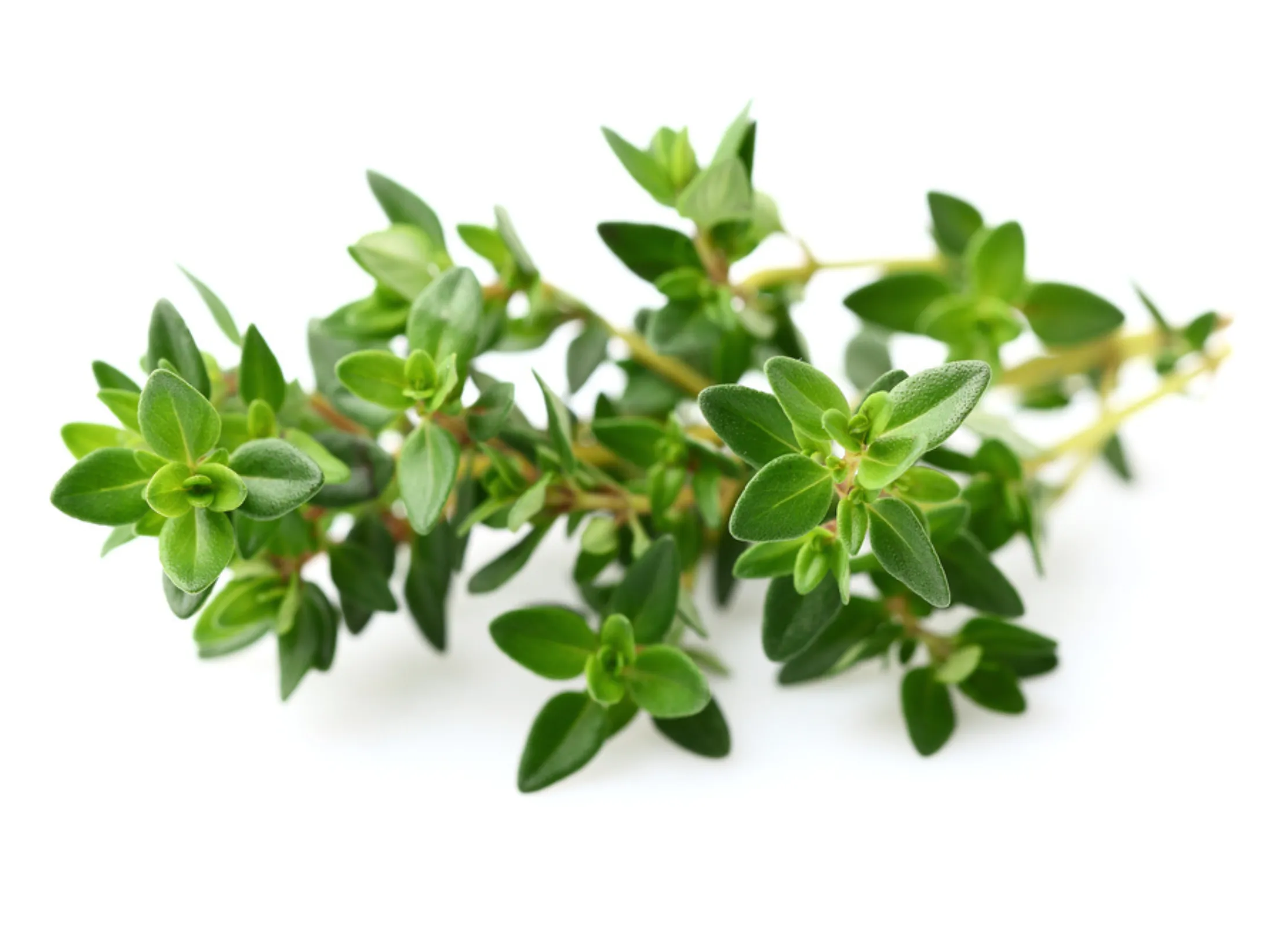 Frischer Thymian mit grünen, feinen Blättern an dünnen Stielen auf weißem Hintergrund.