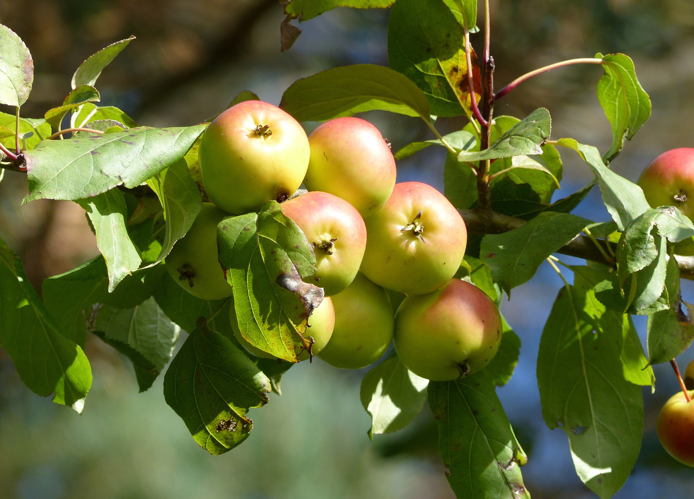 Wilder Apfel