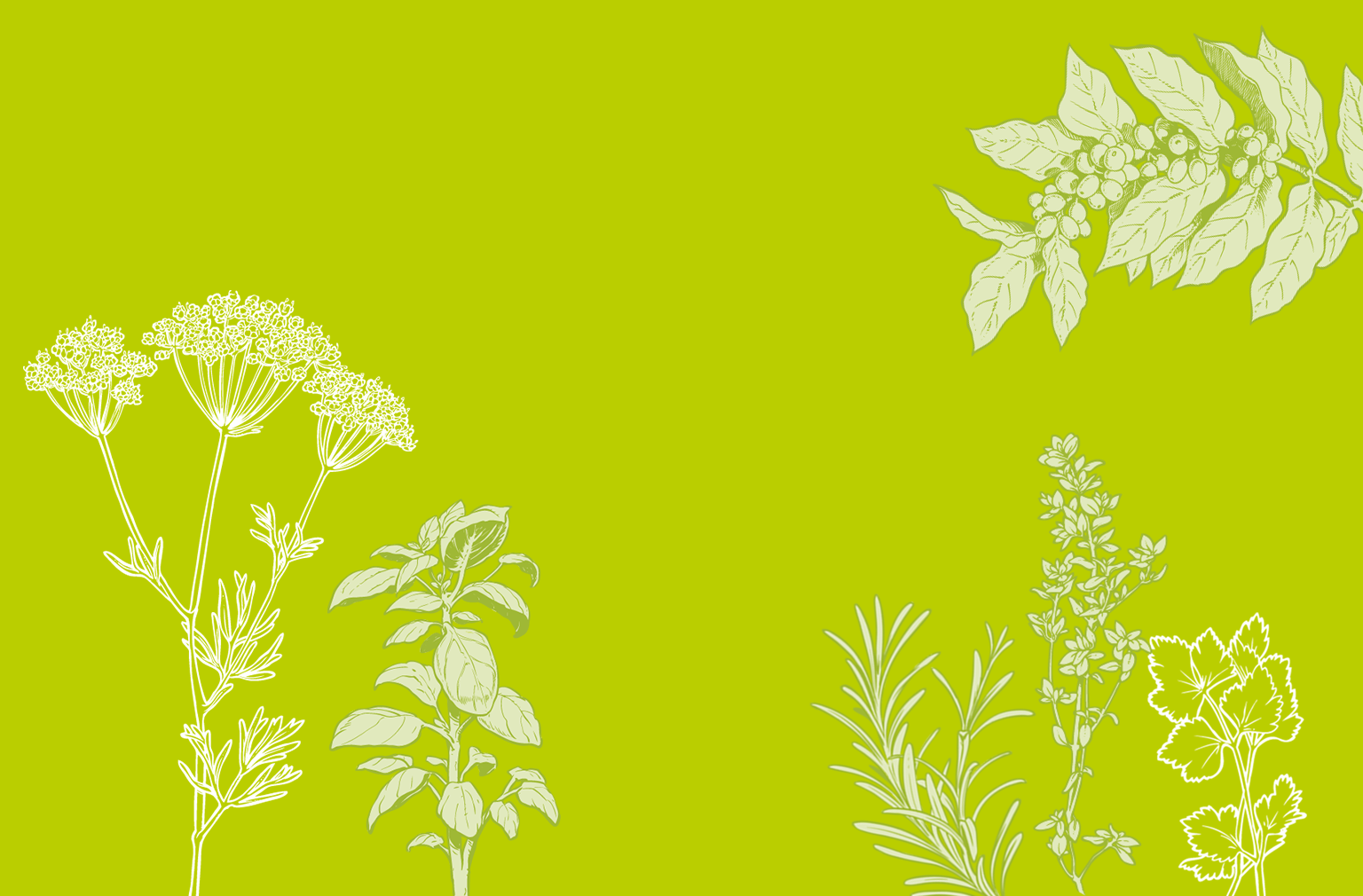 Illustrierte Kräuter und Gewürze auf gelbgrünem Hintergrund: Dill, Basilikum, Rosmarin, Thymian und Hopfen in Linienzeichnungen.