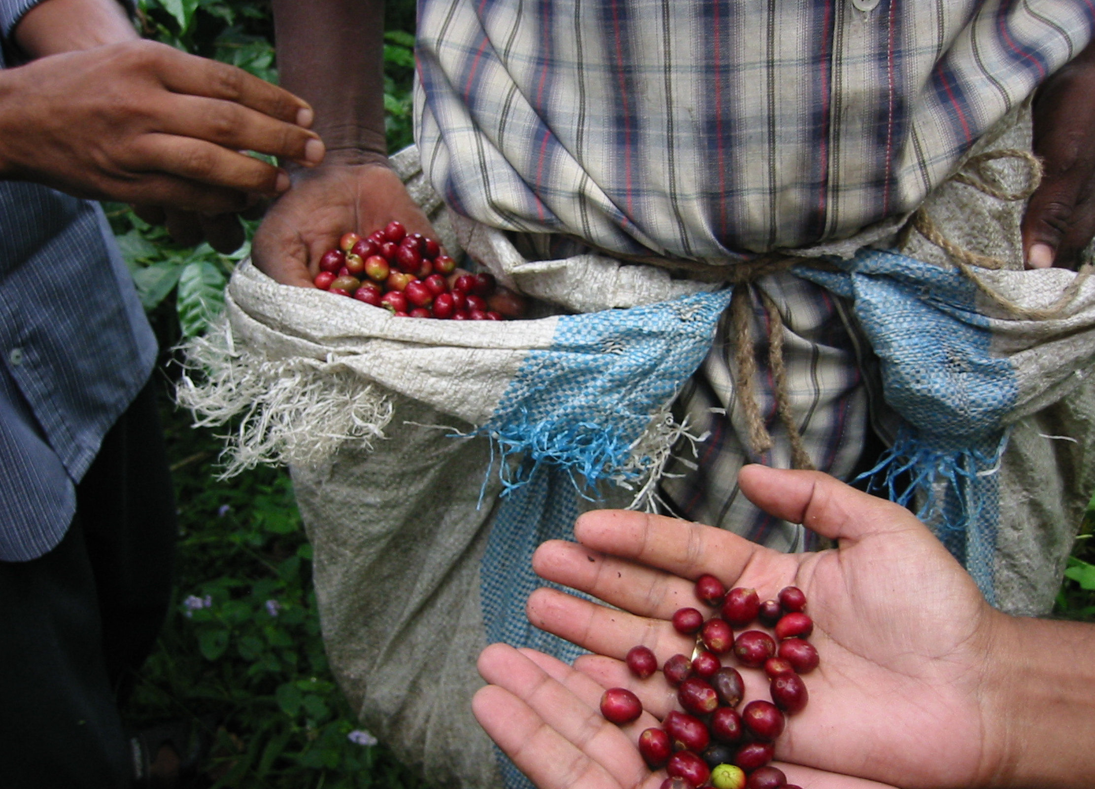 Frisch geerntete rote Kaffeekirschen werden von mehreren Händen in ein Tuch geschüttet, das ein Pflücker um die Hüfte trägt