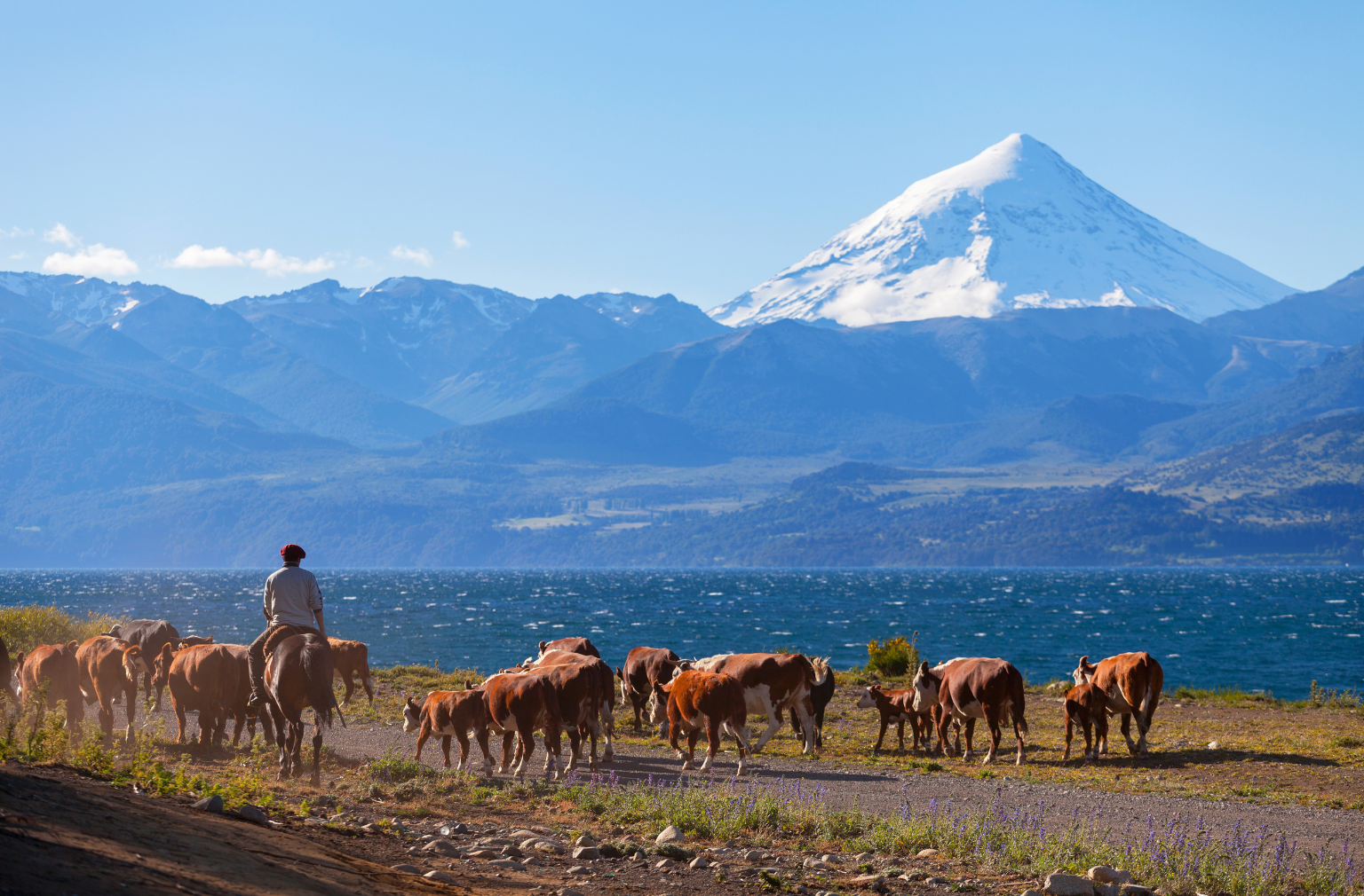 Reiter mit Rinderherde vor See und schneebedecktem Berg in Patagonien