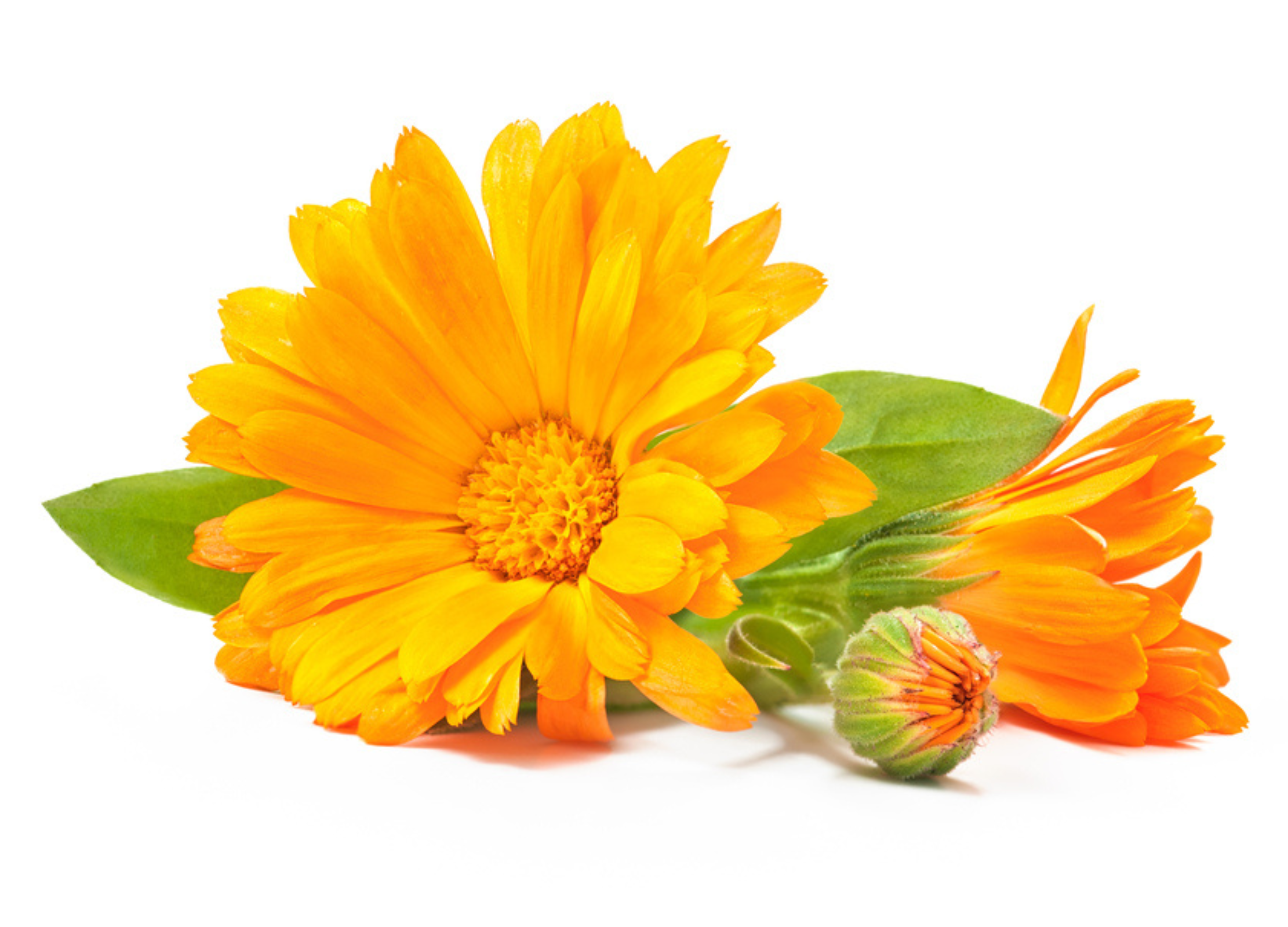 Ringelblume  Ringelblume