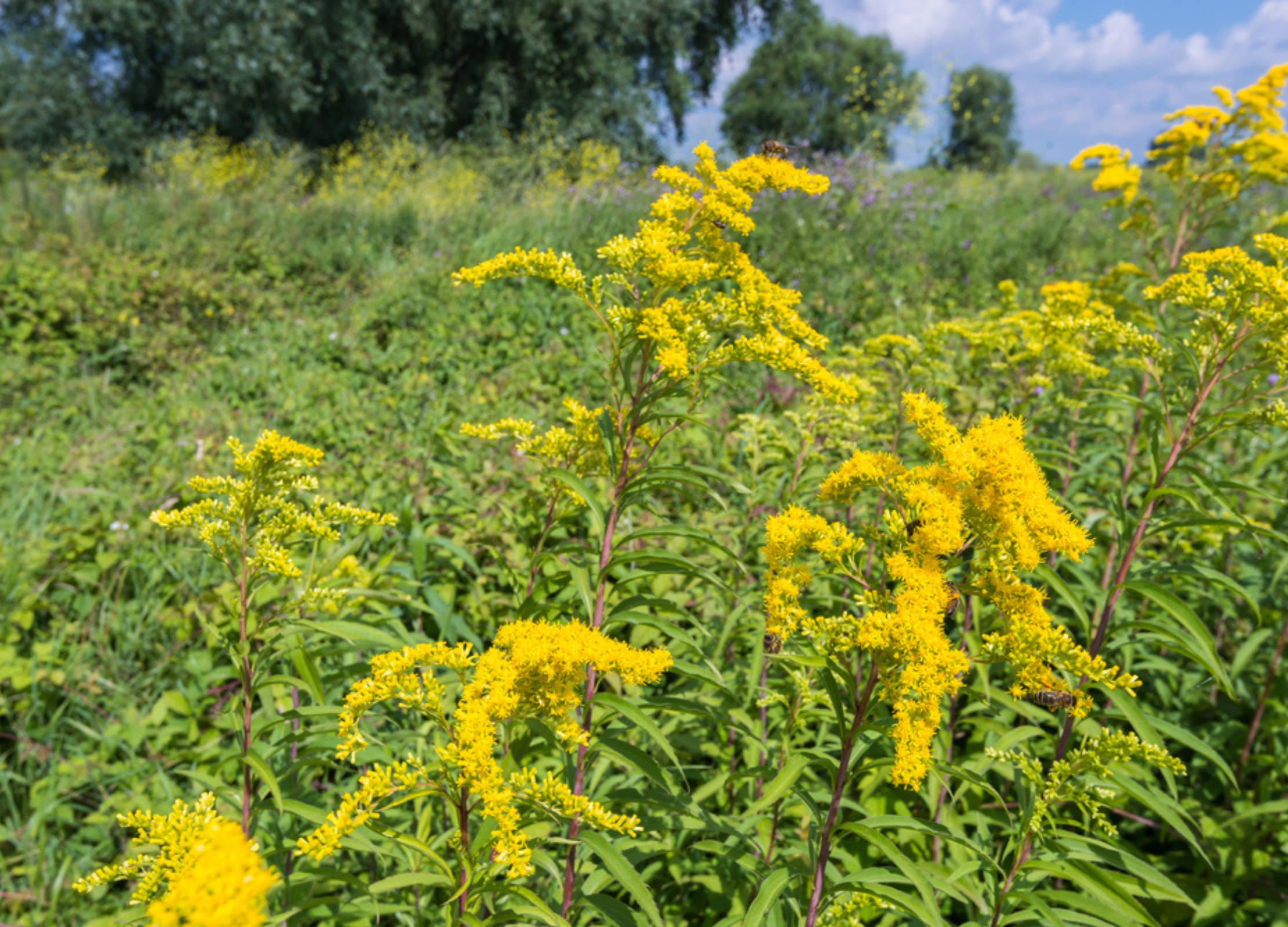 Goldrute Gelb blühende Goldruten am sonnigen Feldrand vor grünem Hintergrund