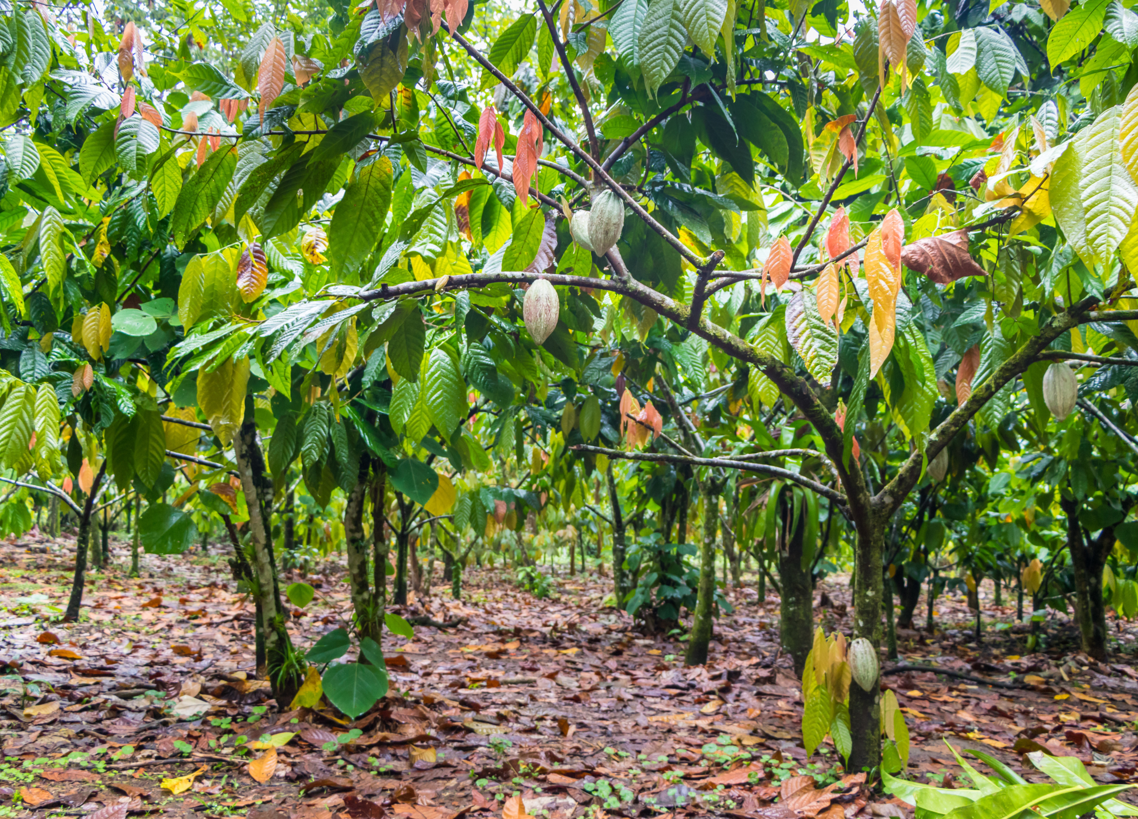Kakaoschale Kakaopflanzen mit reifenden Früchten wachsen in Reihen auf einer Plantage mit feuchtem, blattbedecktem Boden