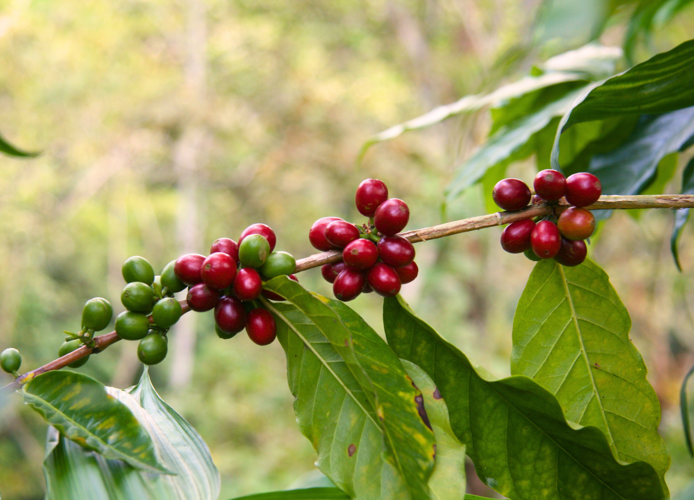 Ast einer Kaffeepflanze mit grünen und roten Kirschen
