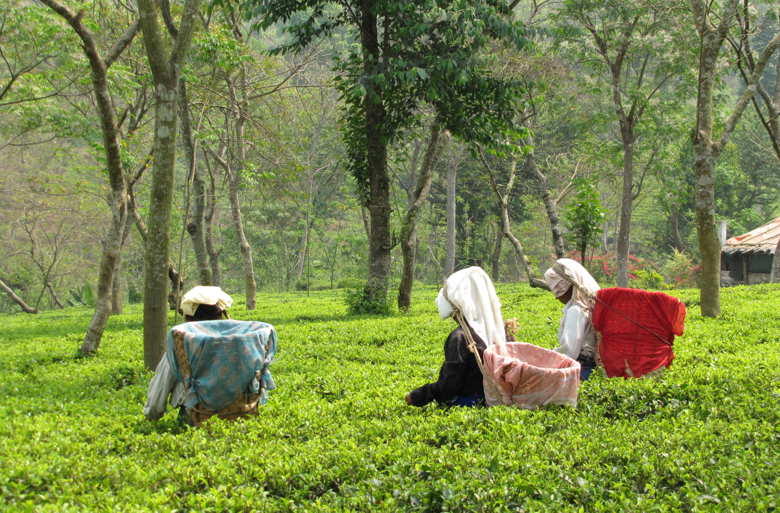 Drei Frauen bei der Teeernte in einer grünen Plantage in den Westbengalen