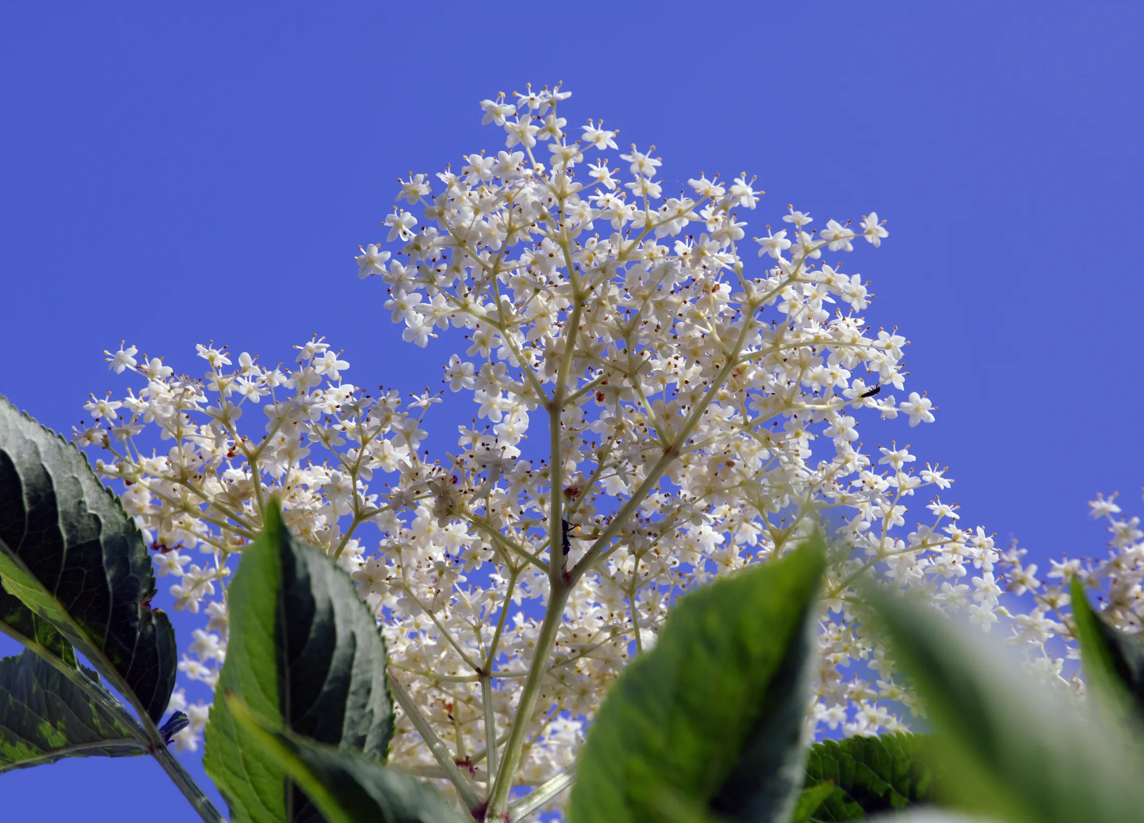 Weiße Holunderblüten in lockerer Doldenform heben sich vor strahlend blauem Himmel ab, umrahmt von großen, grünen Blättern